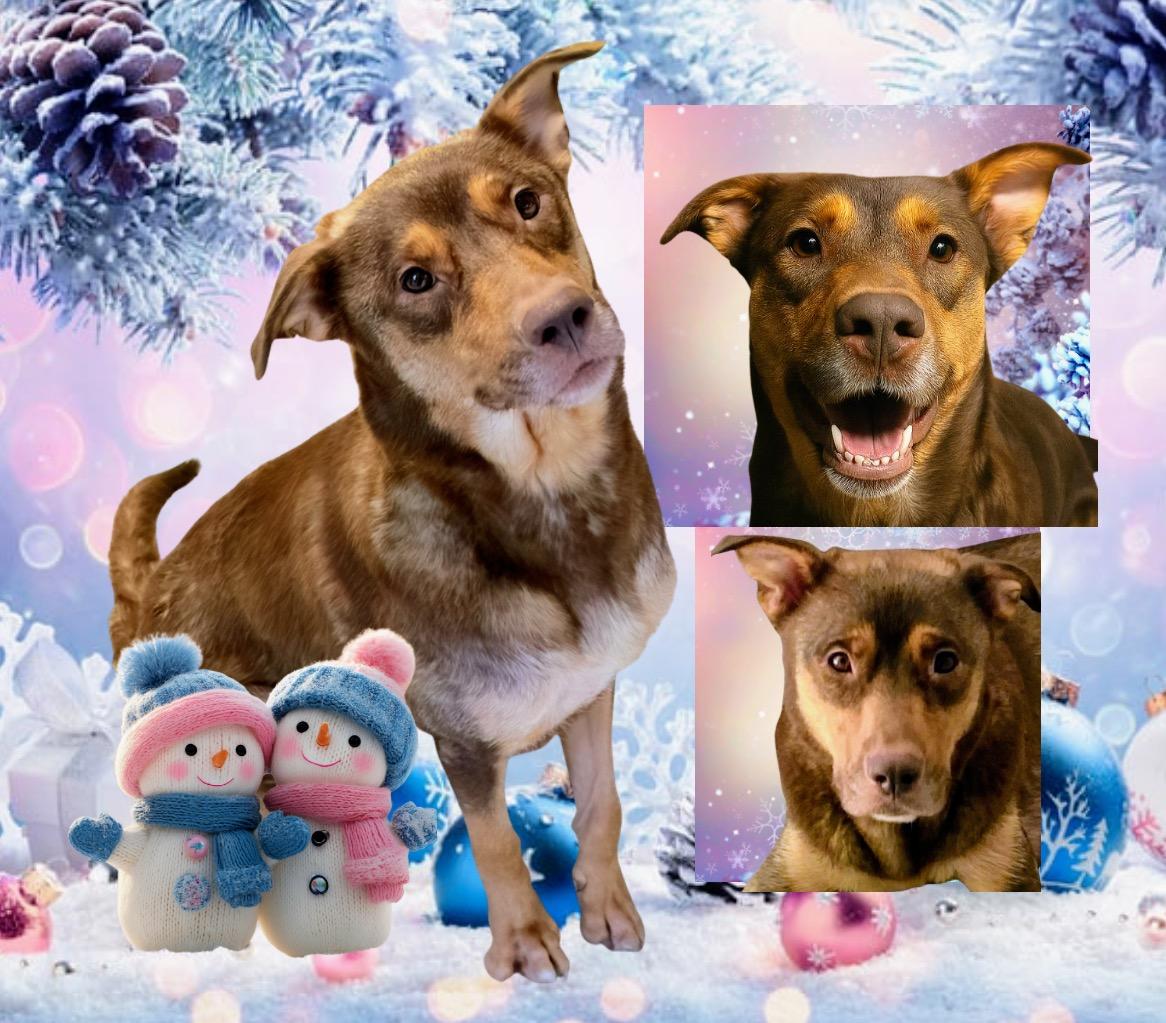 Enlarge Sophie, a Adoptable mixed breed in Westfield, NY image 1/4