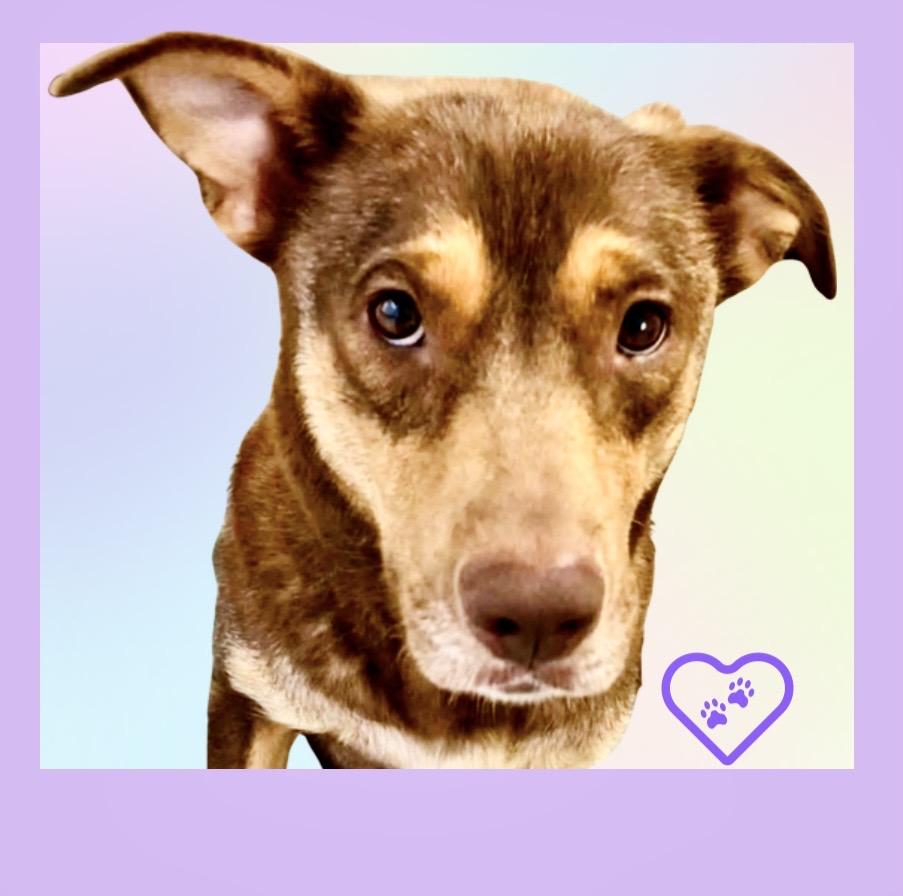 Sophie ADOPTION PENDING , Adoptable, Adult Female German Shepherd Dog & Husky.