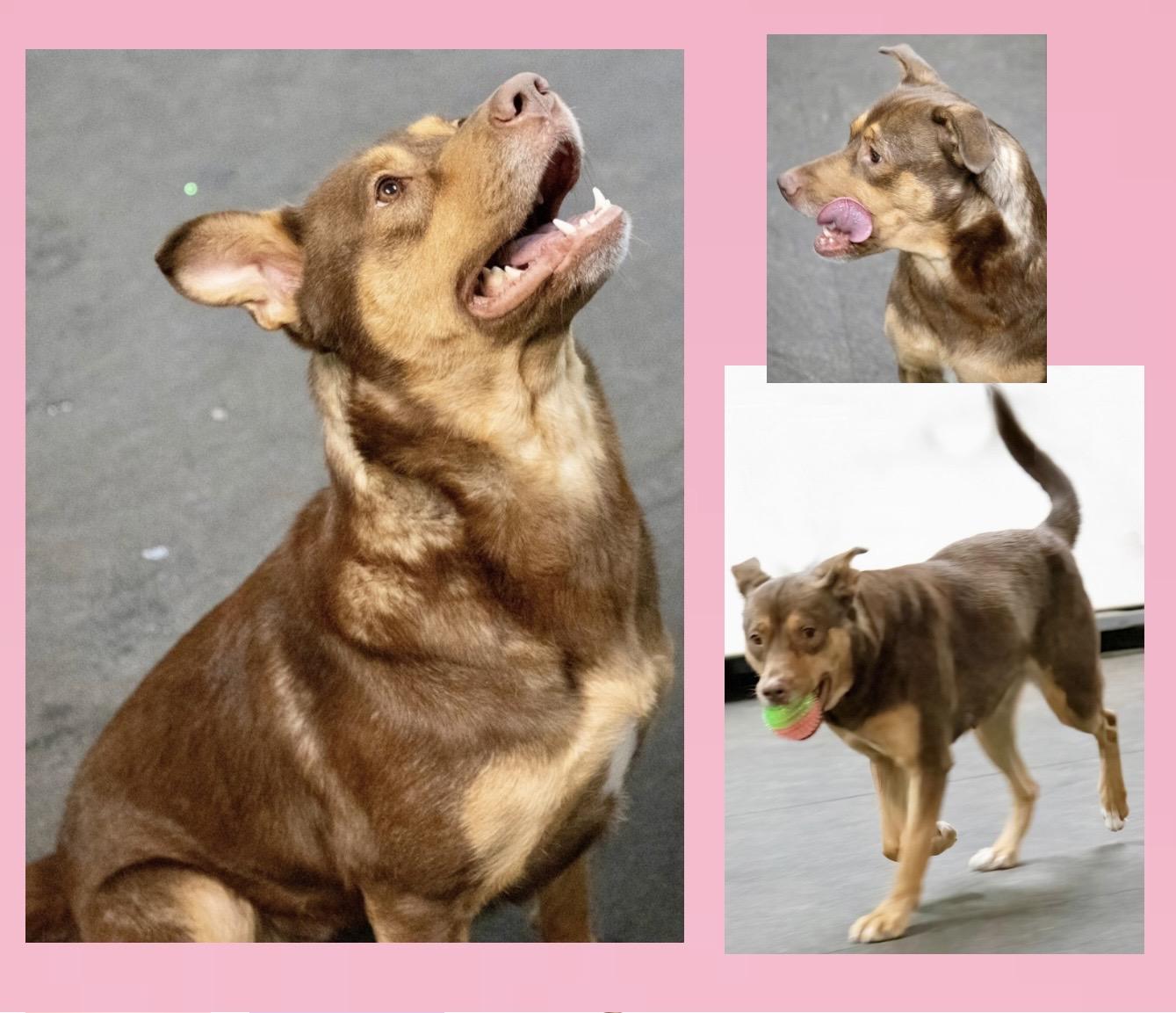 Enlarge Sophie, a Adoptable mixed breed in Westfield, NY image 4/6