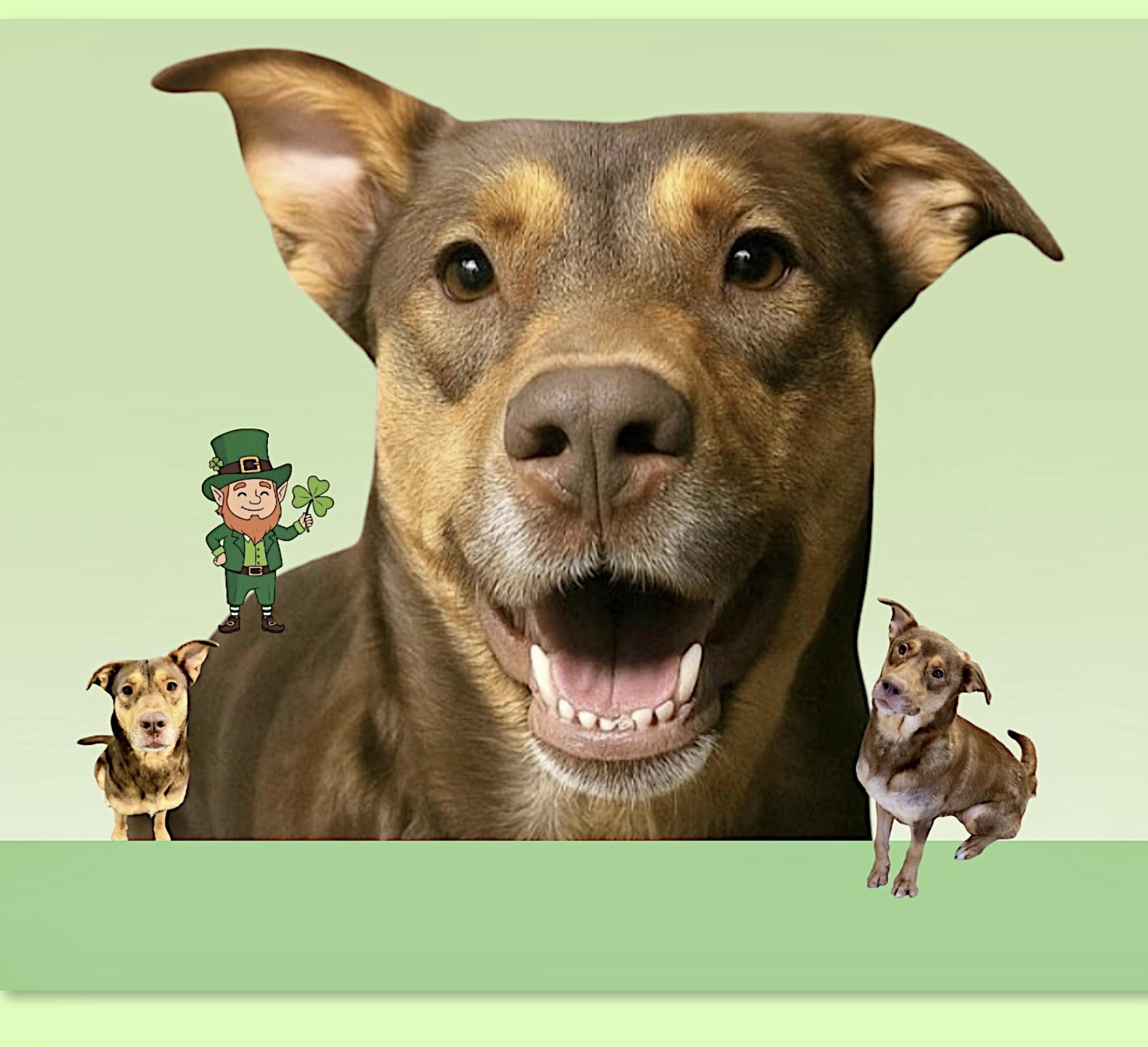 Enlarge Sophie, a Adoptable mixed breed in Westfield, NY image 6/6