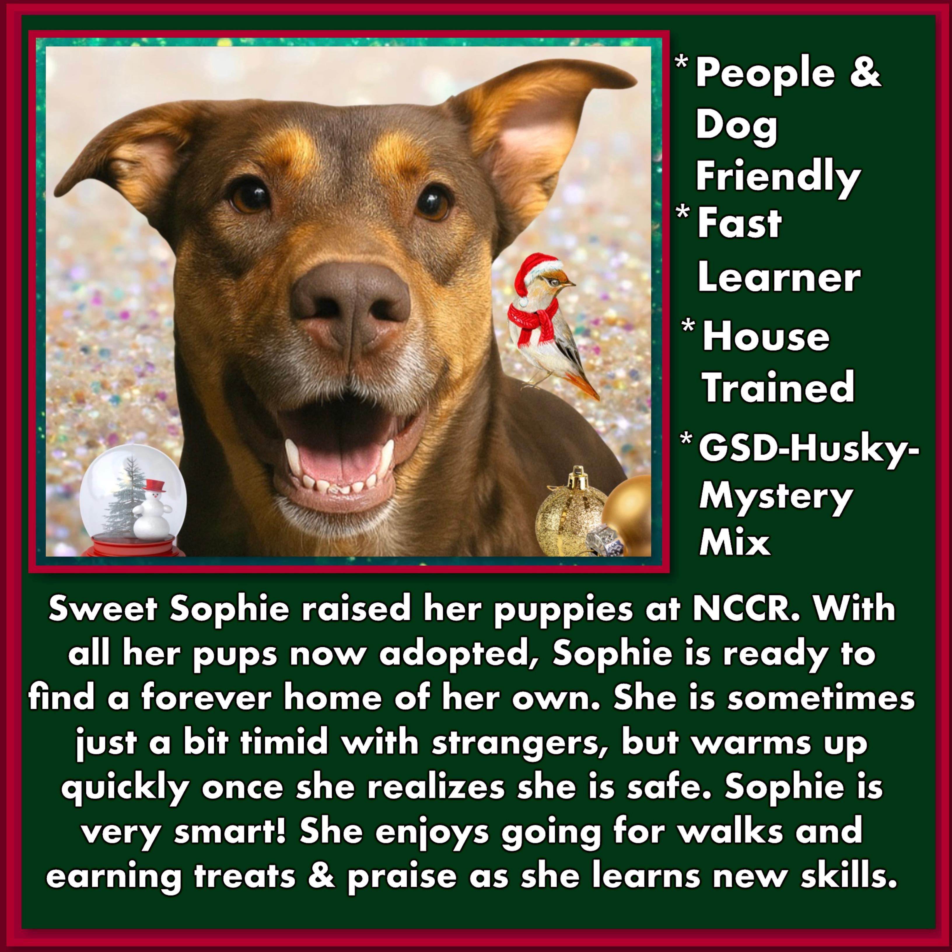 Enlarge Sophie, a Adoptable mixed breed in Westfield, NY image 2/4