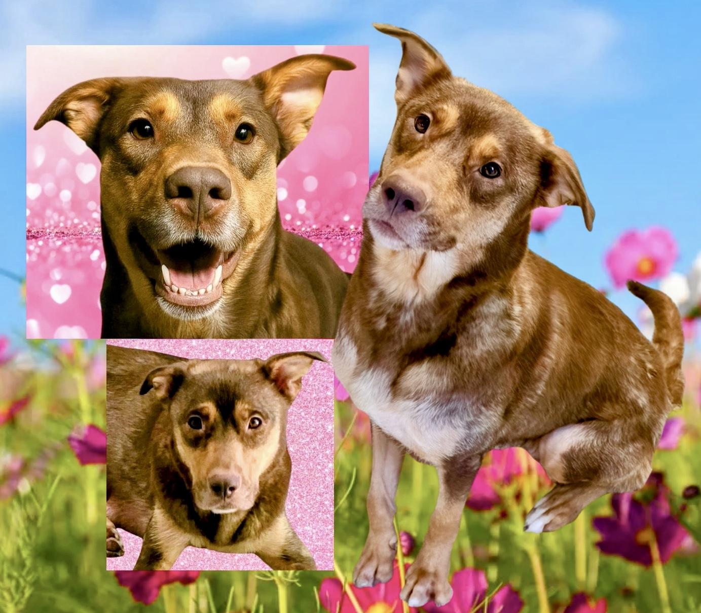 Sophie, Adoptable, Adult Female German Shepherd Dog & Husky.