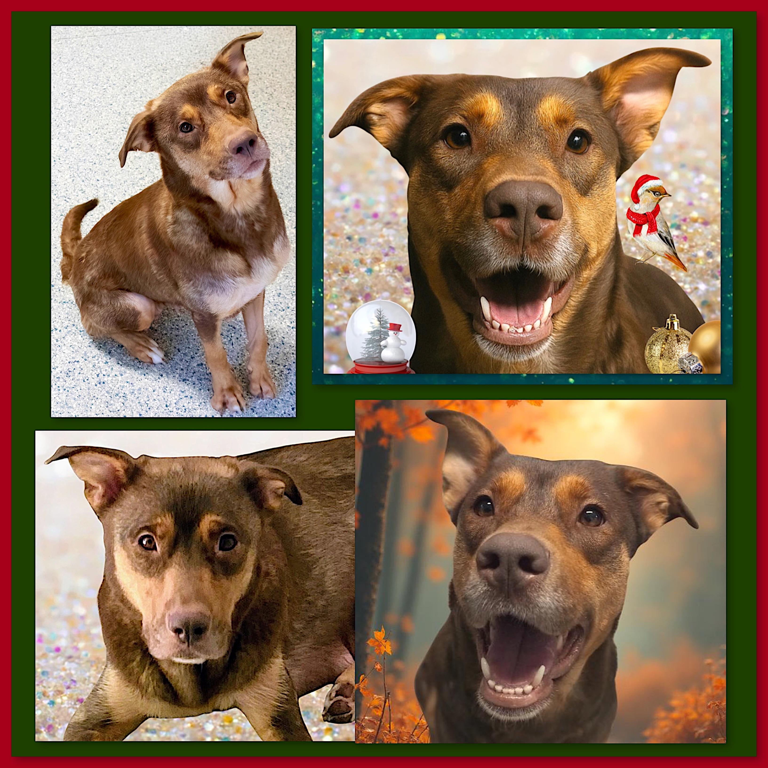 Enlarge Sophie, a Adoptable mixed breed in Westfield, NY image 3/4