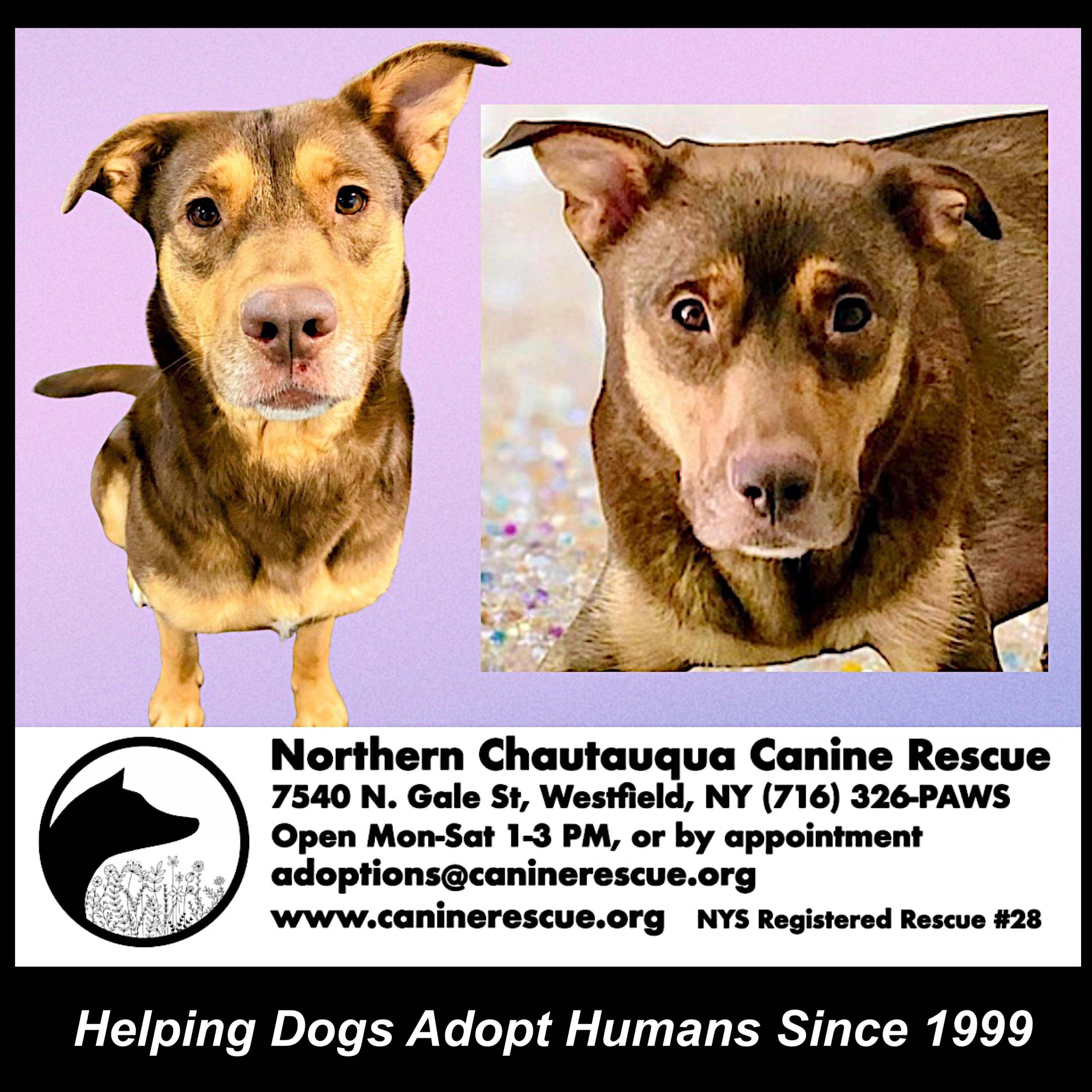 Enlarge Sophie, a Adoptable mixed breed in Westfield, NY image 3/6