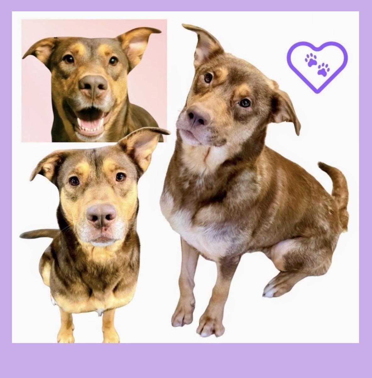 Enlarge Sophie ADOPTION PENDING , a Adoptable mixed breed in Westfield, NY image 4/6