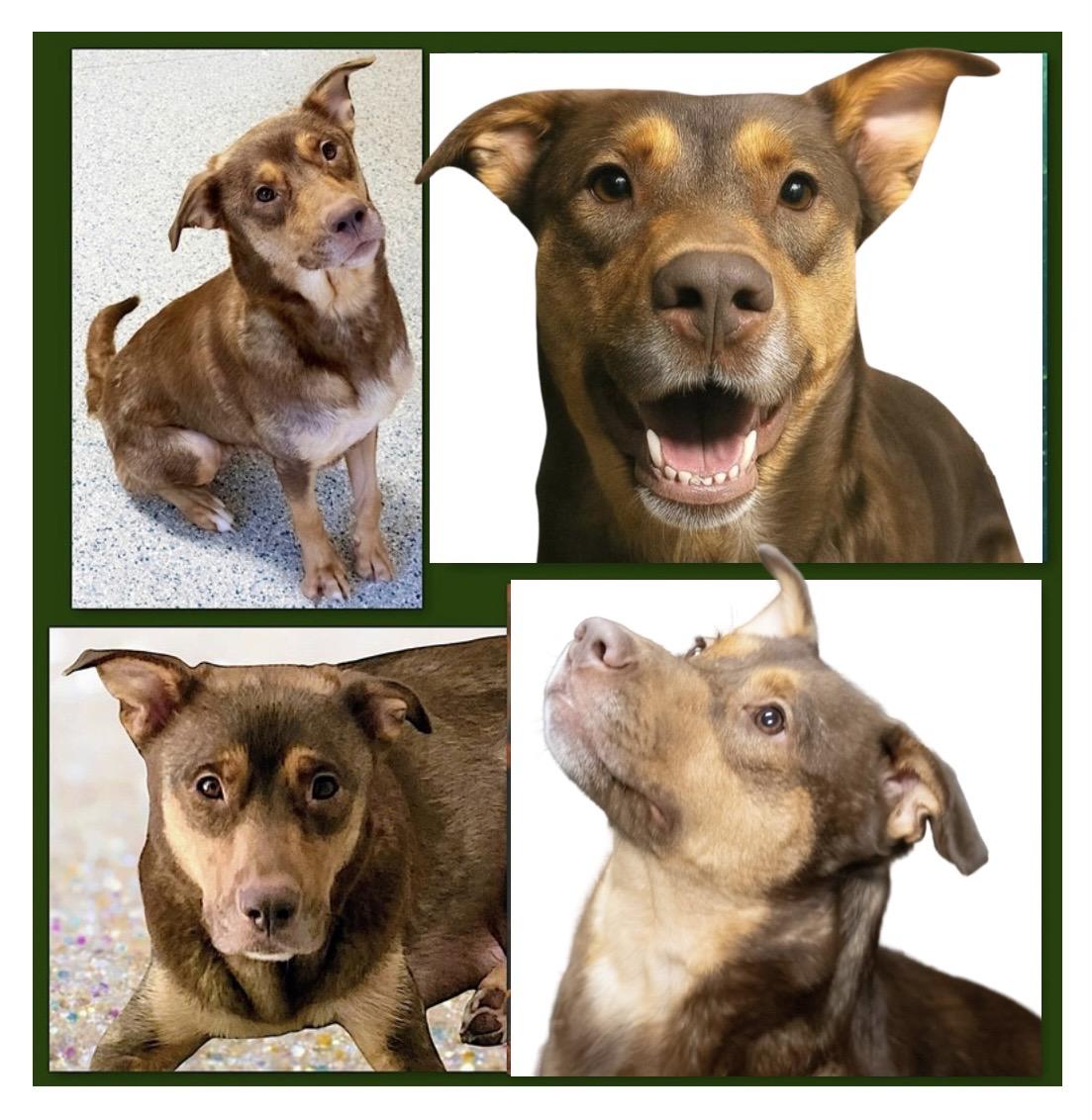 Enlarge Sophie ADOPTION PENDING , a Adoptable mixed breed in Westfield, NY image 3/6