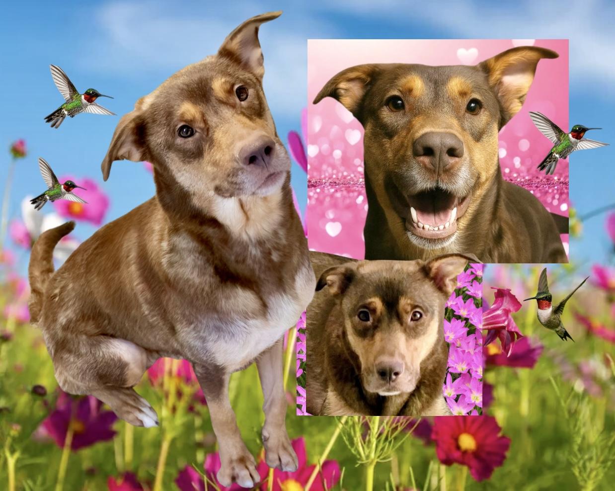 Enlarge Sophie, a Adoptable mixed breed in Westfield, NY image 5/6