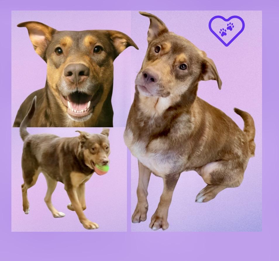 Enlarge Sophie ADOPTION PENDING , a Adoptable mixed breed in Westfield, NY image 6/6