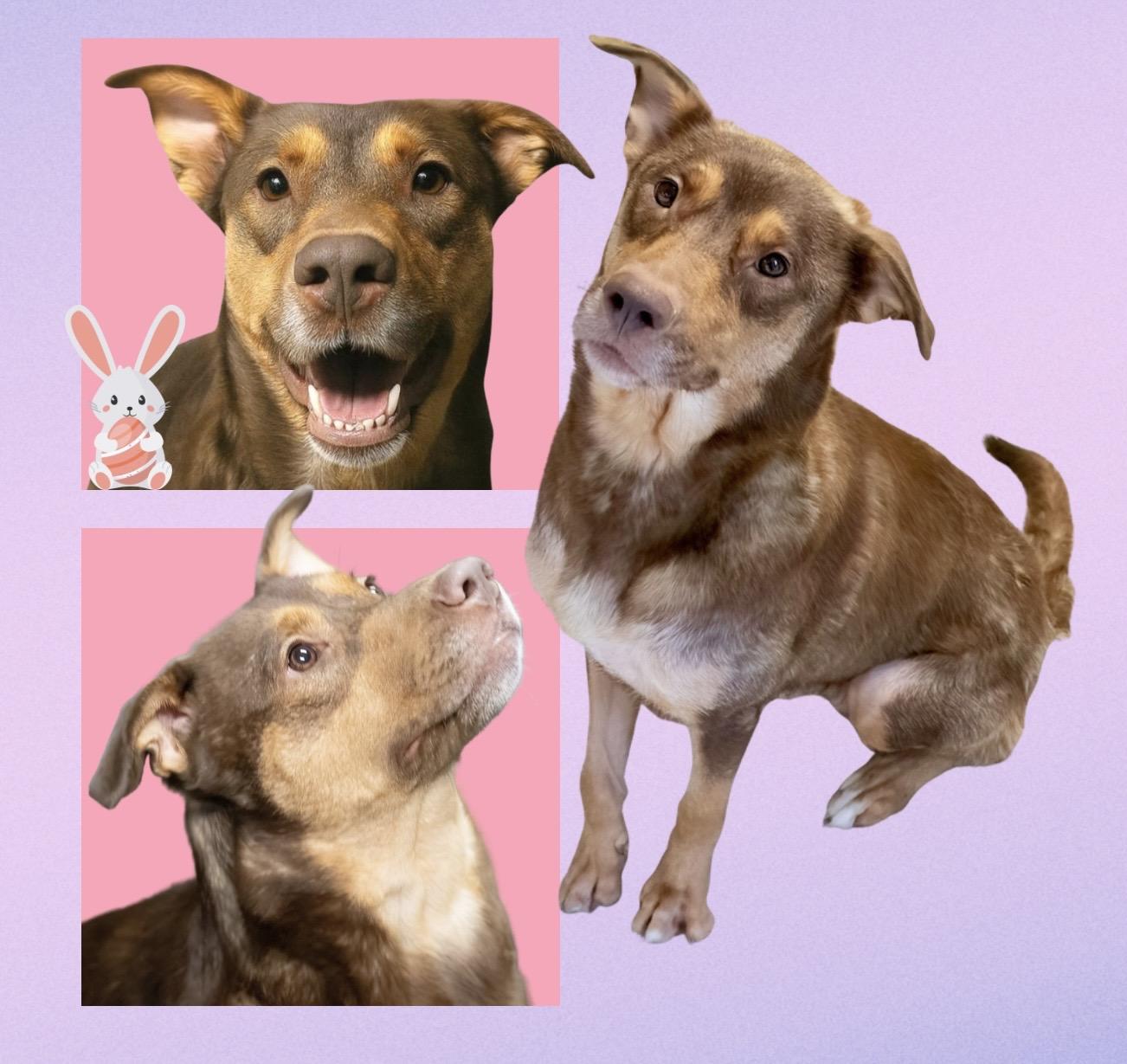 Enlarge Sophie, a Adoptable mixed breed in Westfield, NY image 1/6