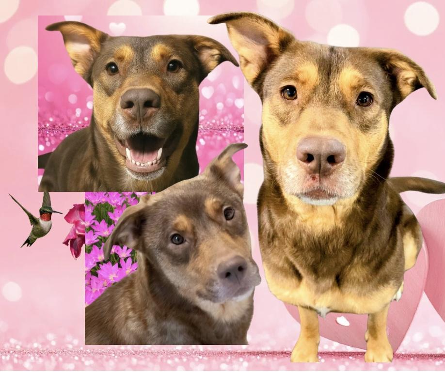 Enlarge Sophie, a Adoptable mixed breed in Westfield, NY image 4/6