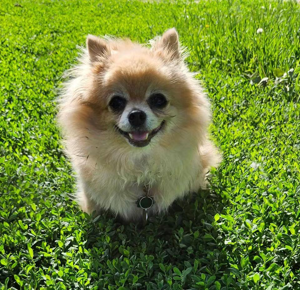 Enlarge Ginger, a Adoptable Pomeranian in Sioux City, IA image 1/3