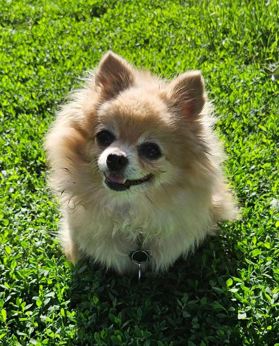Enlarge Ginger, a Adoptable Pomeranian in Sioux City, IA image 3/3