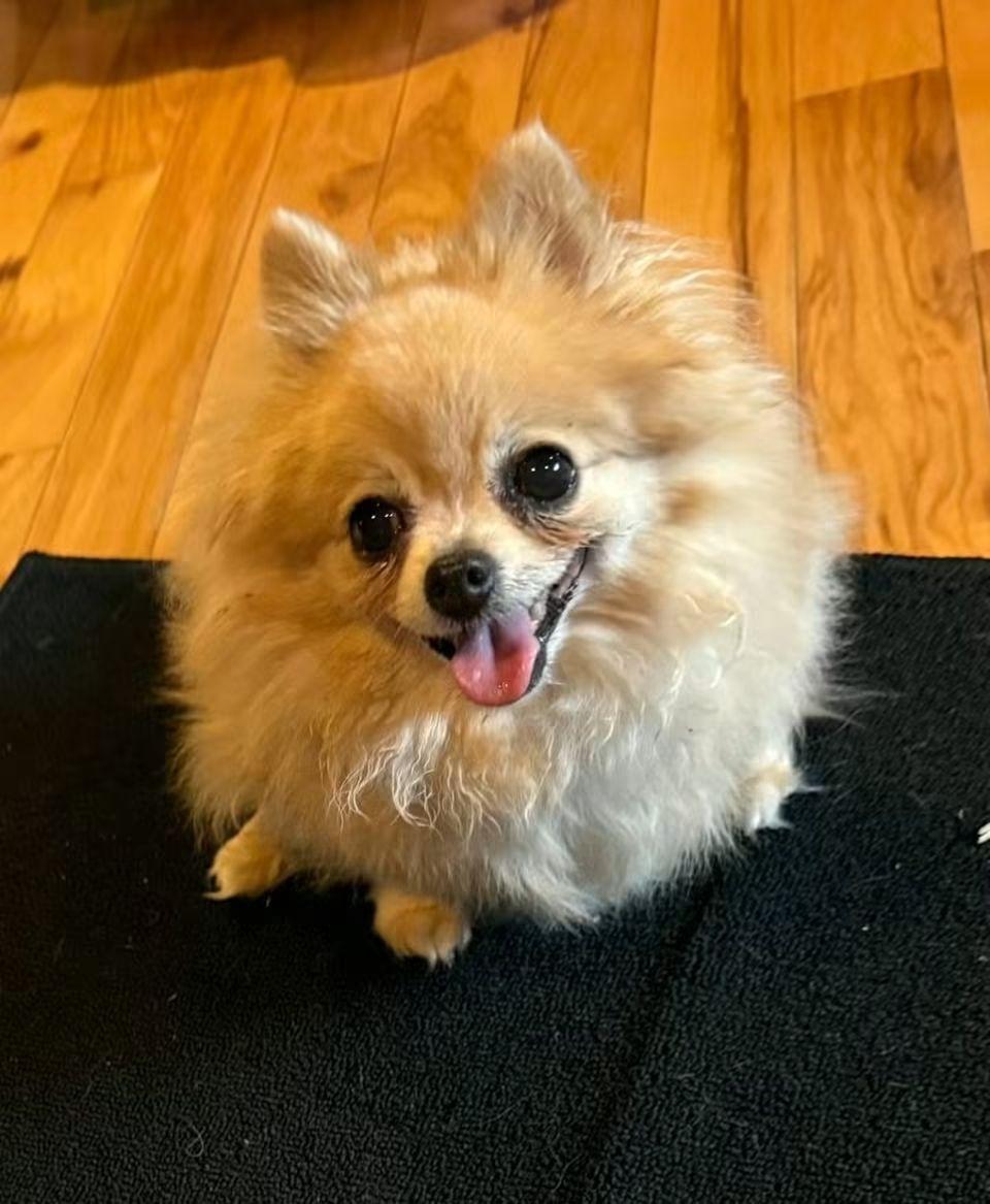 Enlarge Ginger, a Adoptable Pomeranian in Sioux City, IA image 2/3