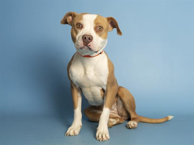 Enlarge HONEYBUN, a Adoptable Pit Bull Terrier in Phoenix, AZ image 1/1