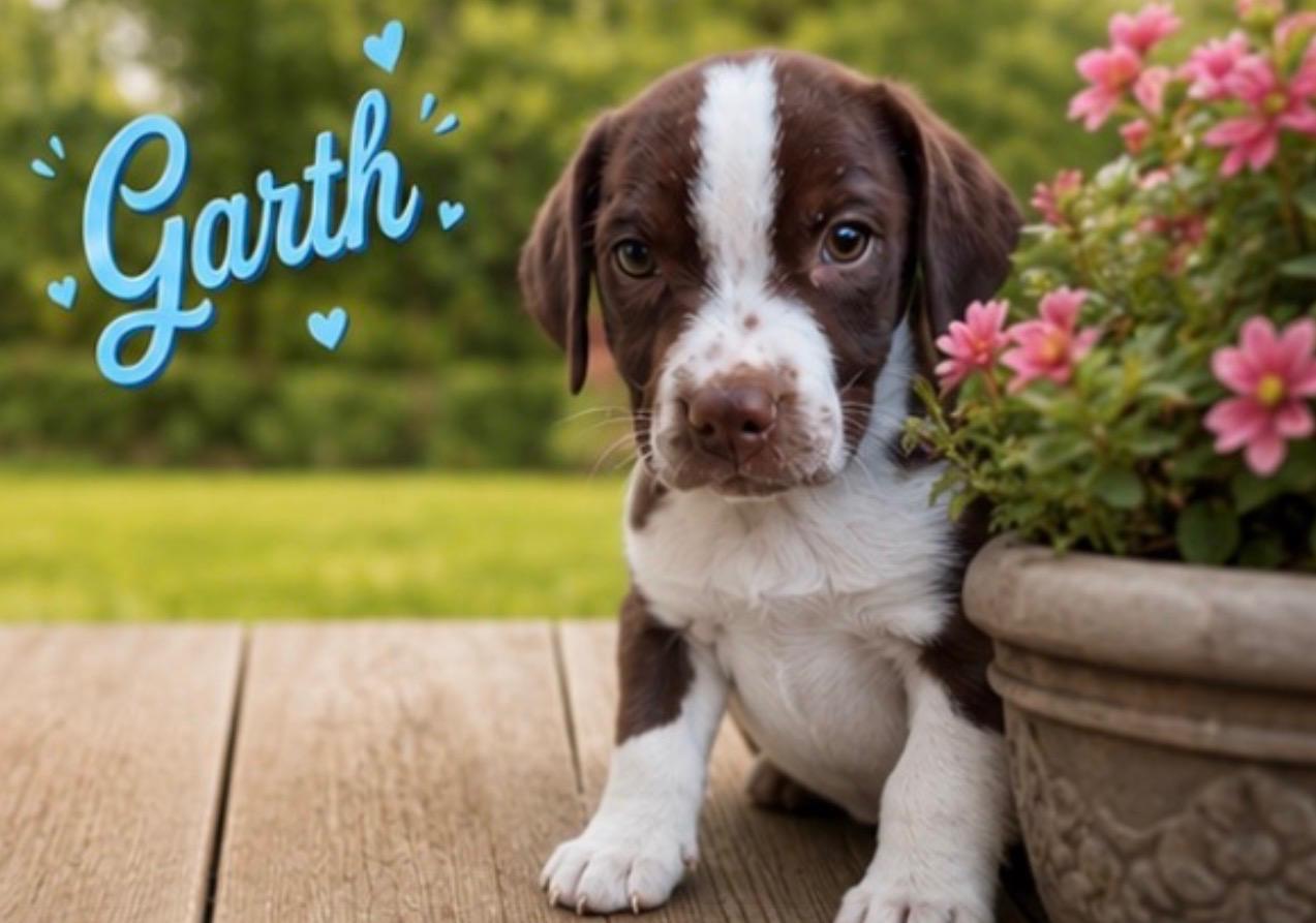 Garth, adoptable, Puppy Male Border Collie.