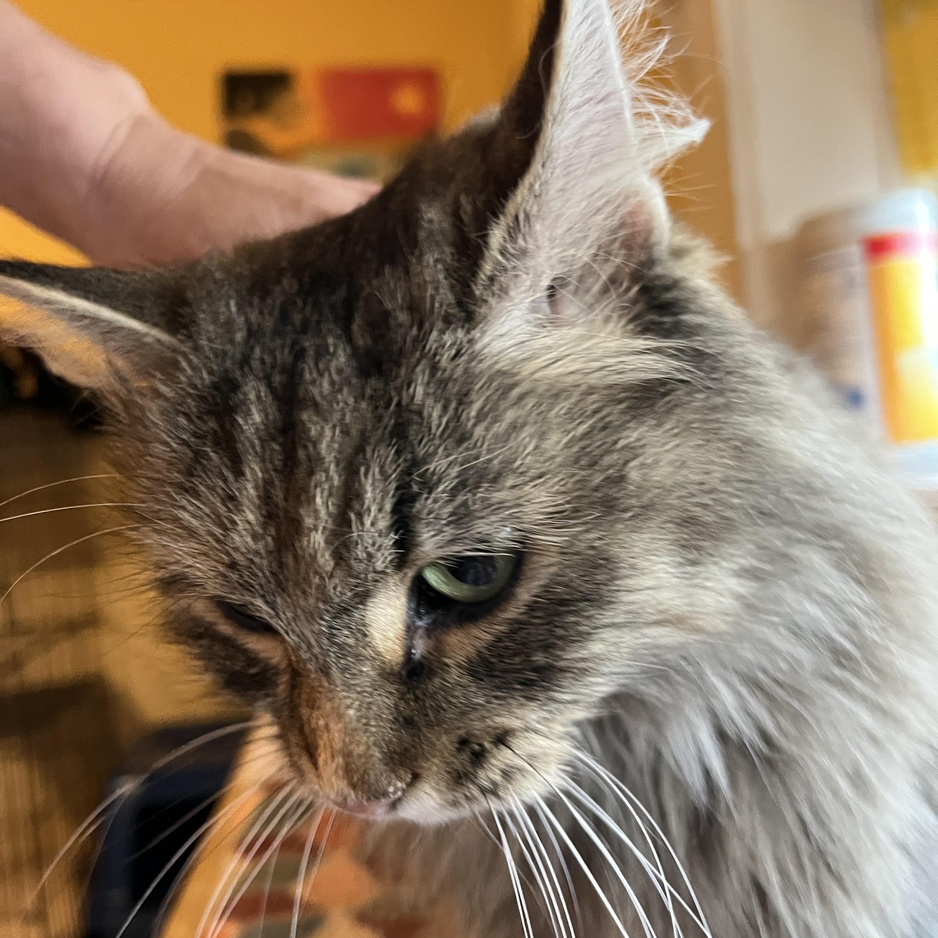 Enlarge Molly (Longhaired) , a Adoptable Domestic Long Hair in Moline, IL image 3/5