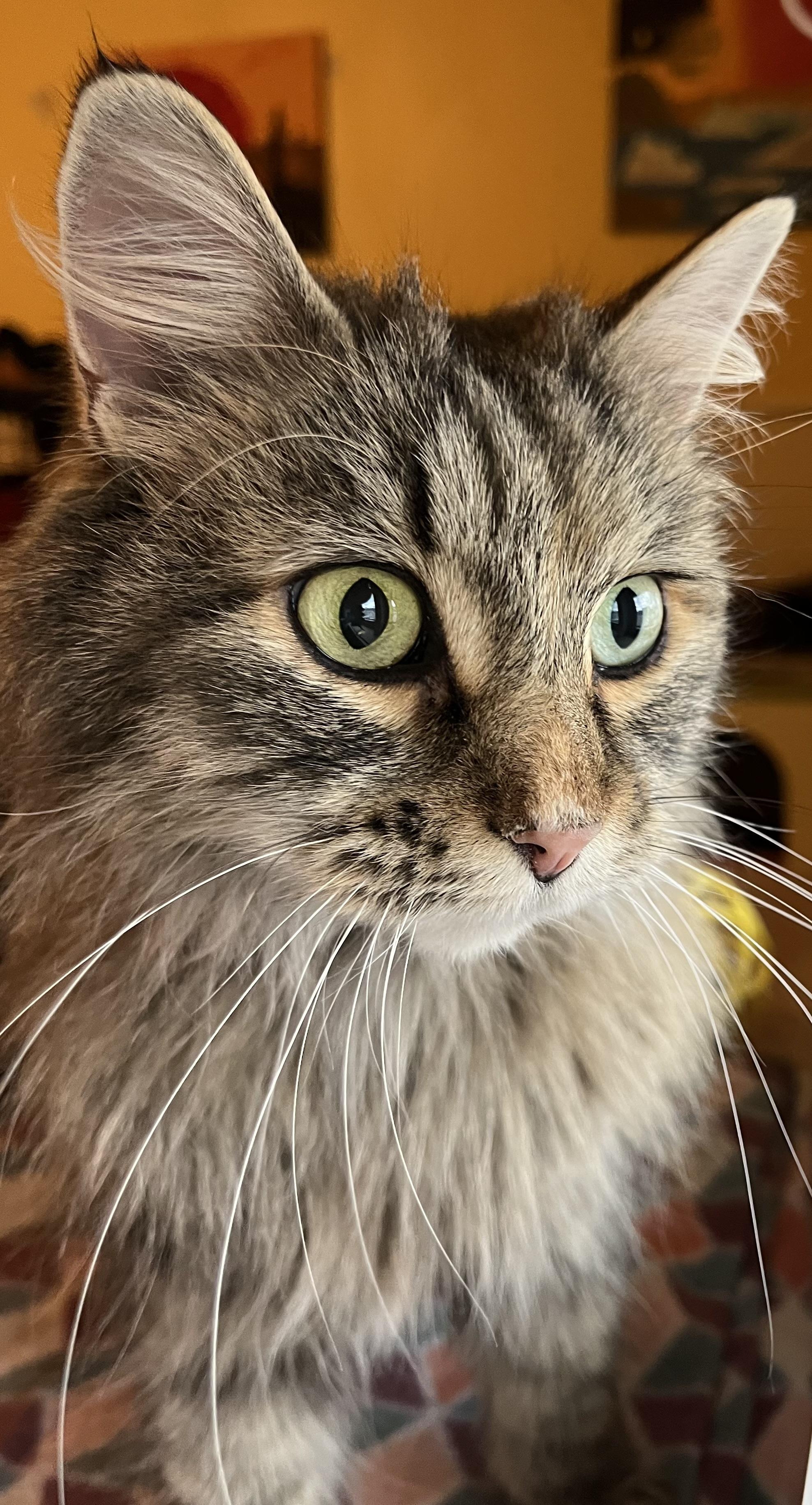 Enlarge Molly (Longhaired) , a Adoptable Domestic Long Hair in Moline, IL image 1/5