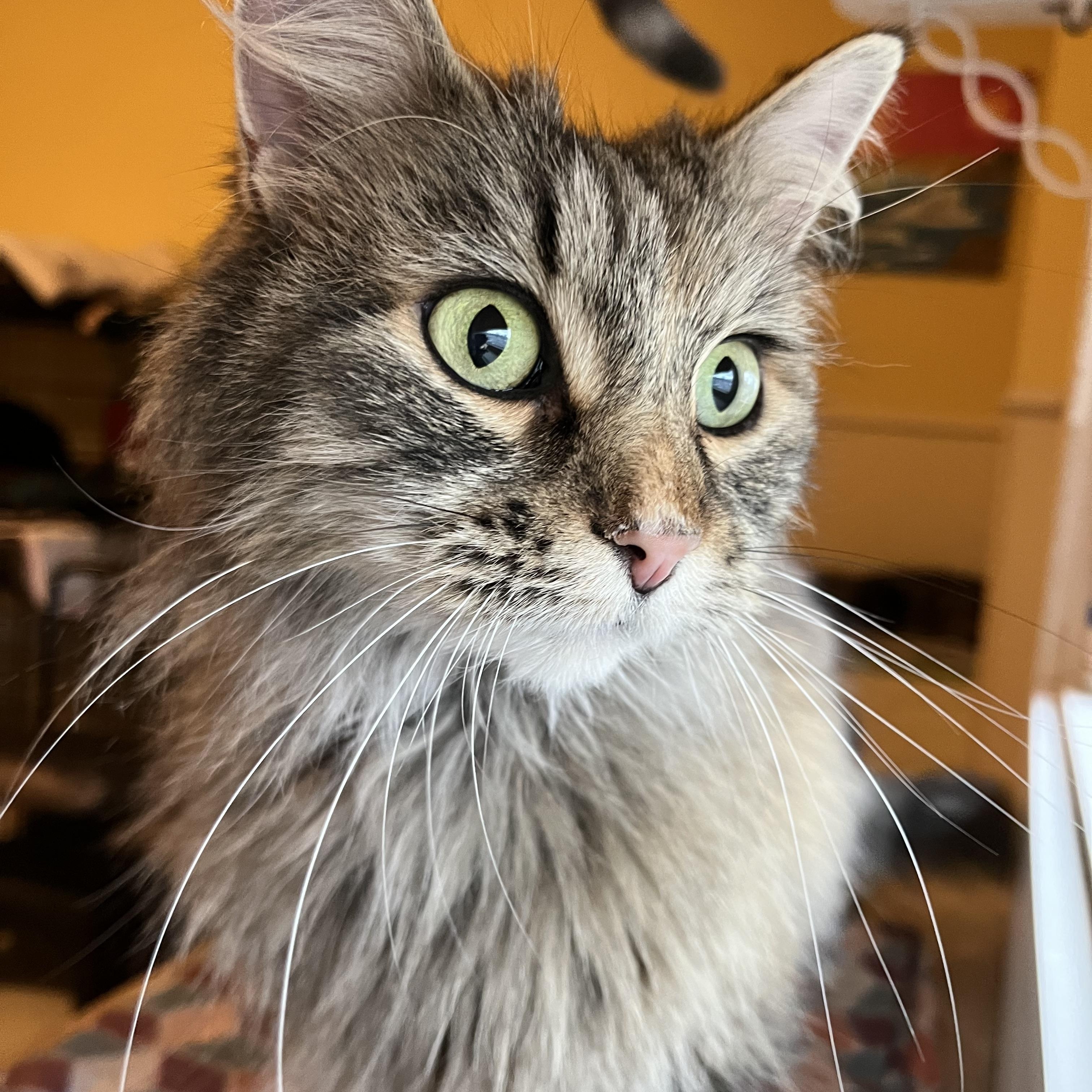 Enlarge Molly (Longhaired) , a Adoptable Domestic Long Hair in Moline, IL image 4/5