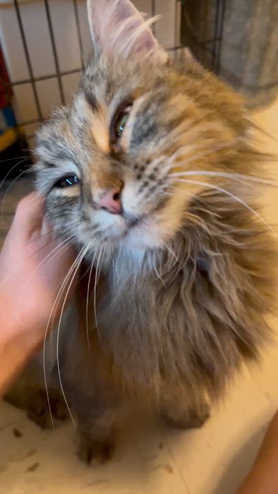 Enlarge Molly (Longhaired) , a Adoptable Domestic Long Hair in Moline, IL video 2/5
