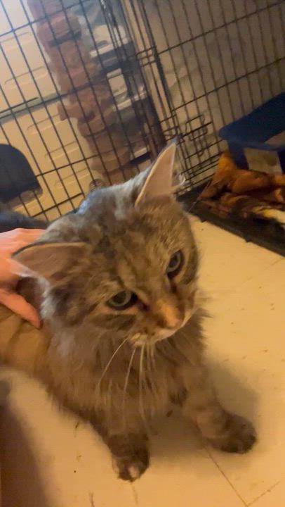 Enlarge Molly (Longhaired) , a Adoptable Domestic Long Hair in Moline, IL video 5/5