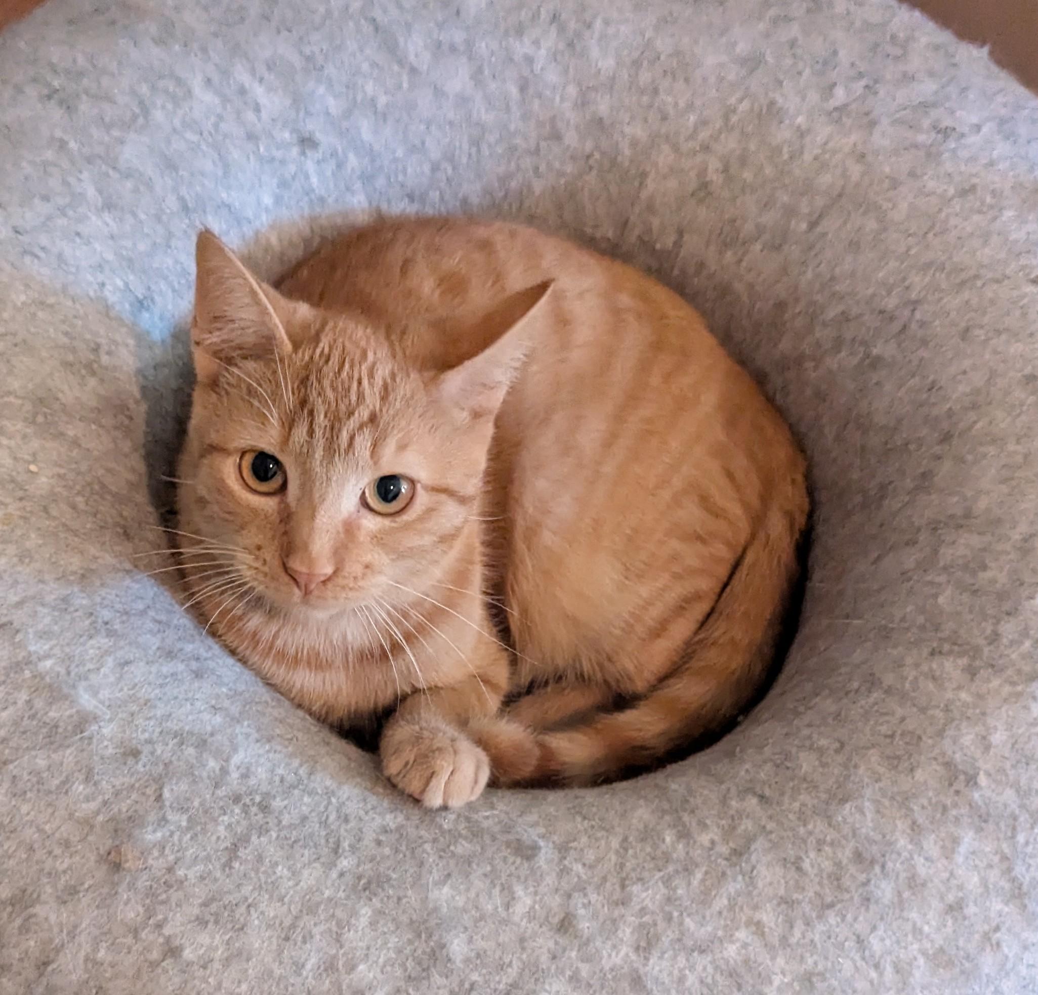 Cat-mellow, a Adoptable Domestic Short Hair in Malden, MA image 2/4