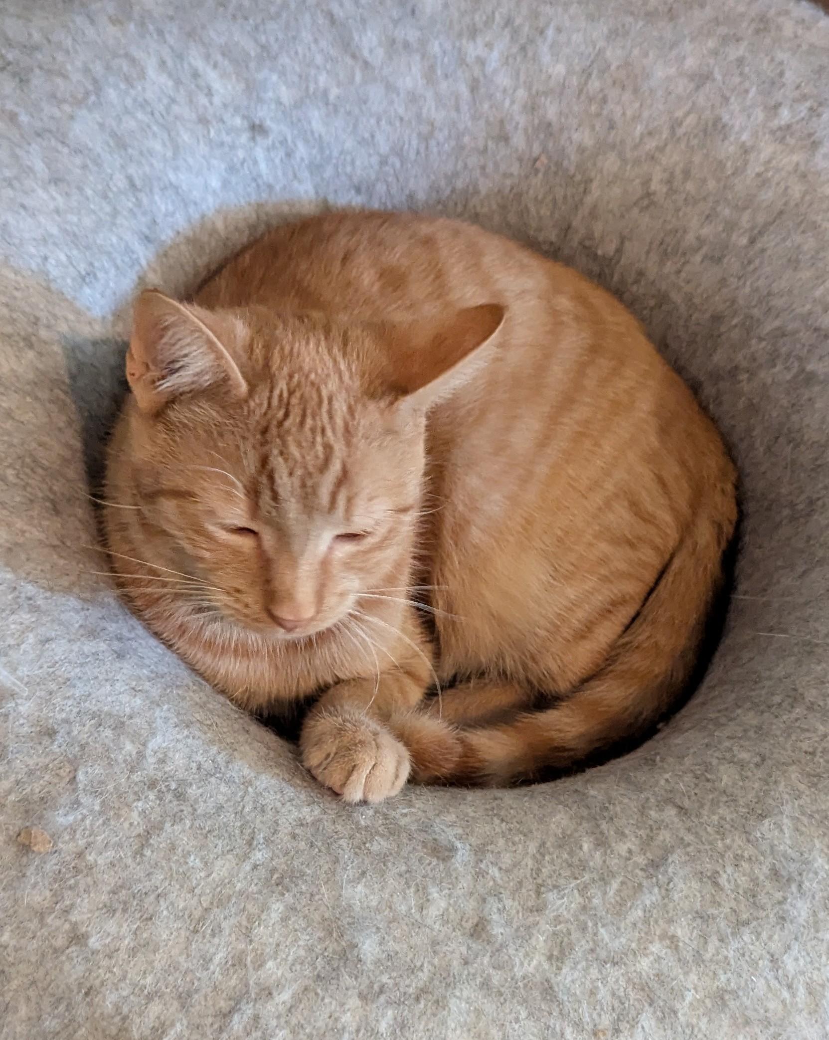 Cat-mellow, Adoptable, Kitten Male Domestic Short Hair.