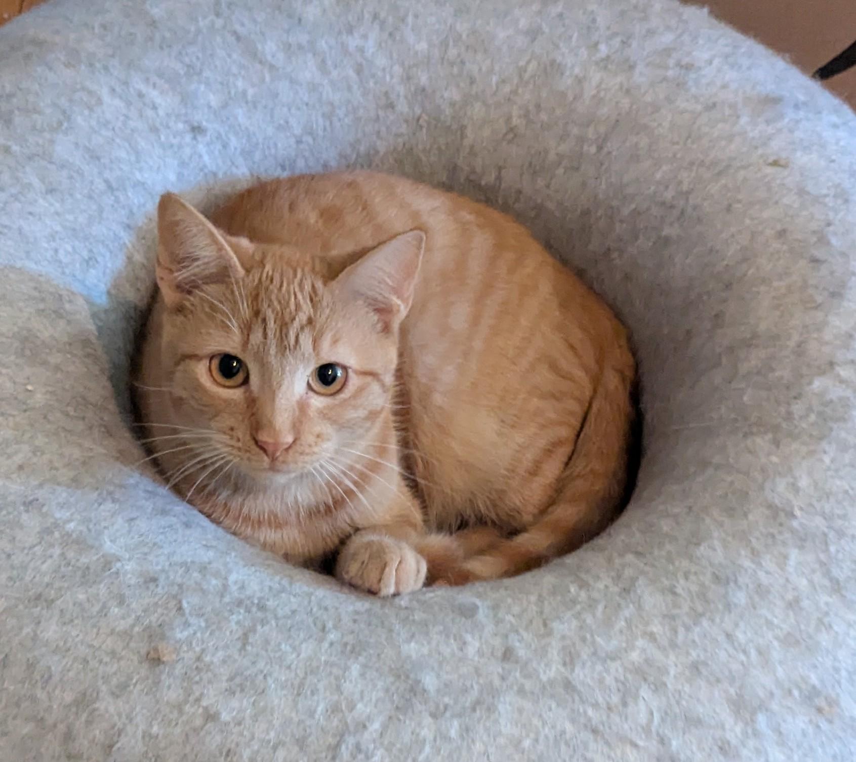 Cat-mellow, a Adoptable Domestic Short Hair in Malden, MA image 3/4