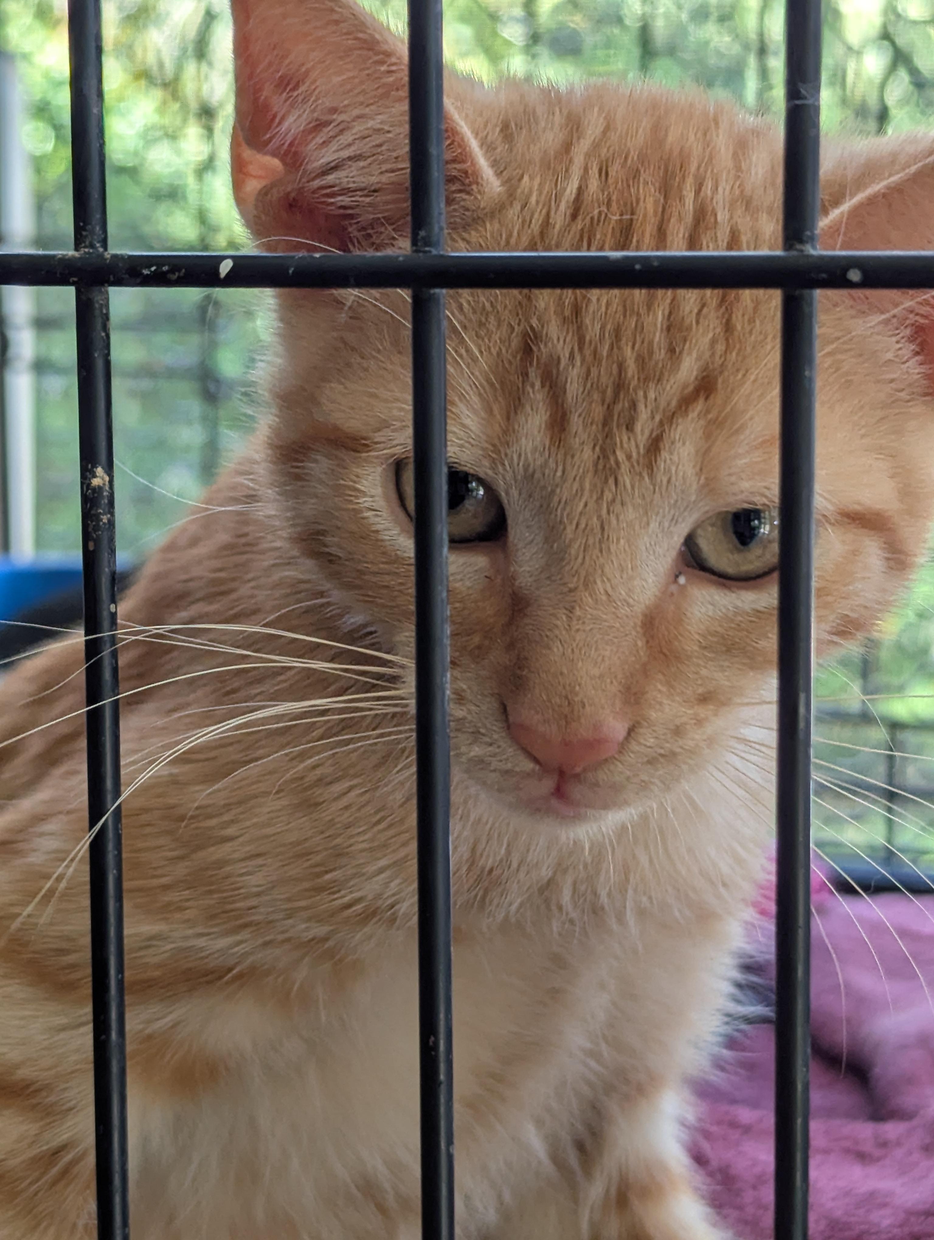 Cat-mellow, a Adoptable Domestic Short Hair in Malden, MA image 4/4