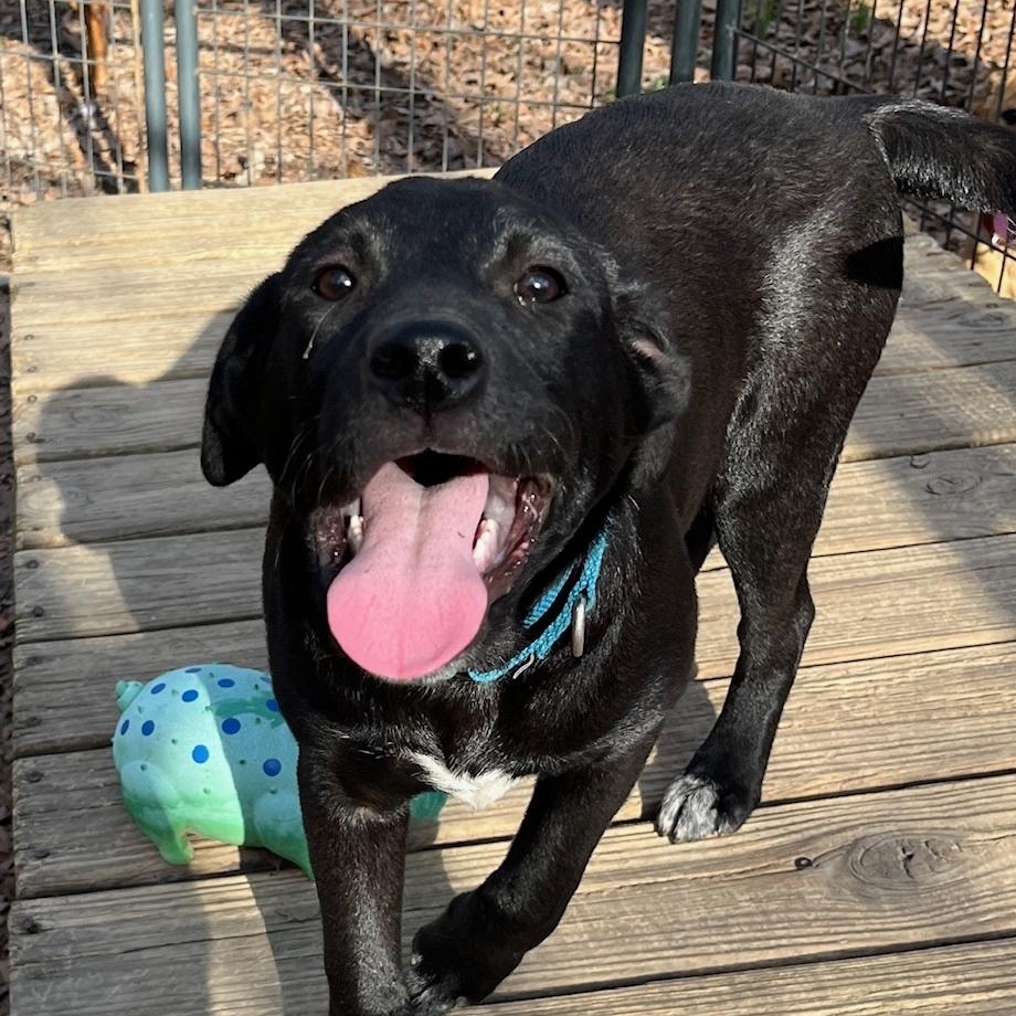 Dynamo, ADOPTABLE, Puppy Male Coonhound.