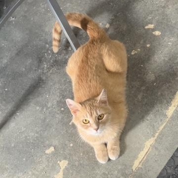 Enlarge Camille, an adopted Domestic Short Hair in Devils Lake, ND image 2/6