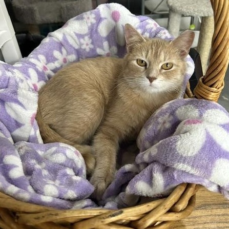 Enlarge Camille, an adopted Domestic Short Hair in Devils Lake, ND image 3/6