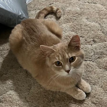 Enlarge Camille, an adopted Domestic Short Hair in Devils Lake, ND image 4/6