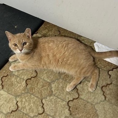Enlarge Camille, an adopted Domestic Short Hair in Devils Lake, ND image 6/6