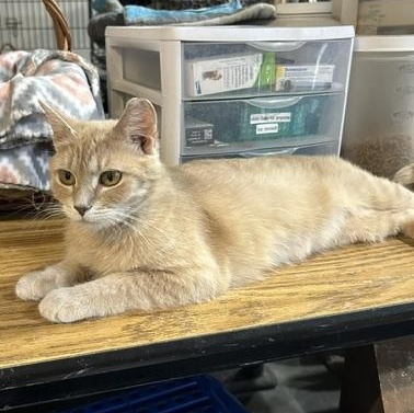 Camille, adopted, Adult Female Domestic Short Hair.