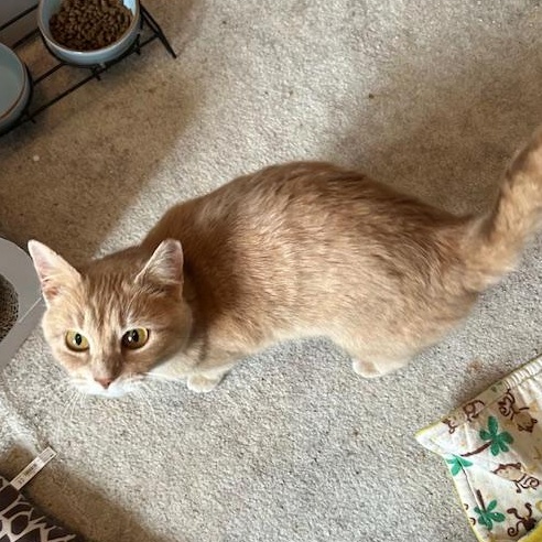 Enlarge Camille, an adopted Domestic Short Hair in Devils Lake, ND image 5/6