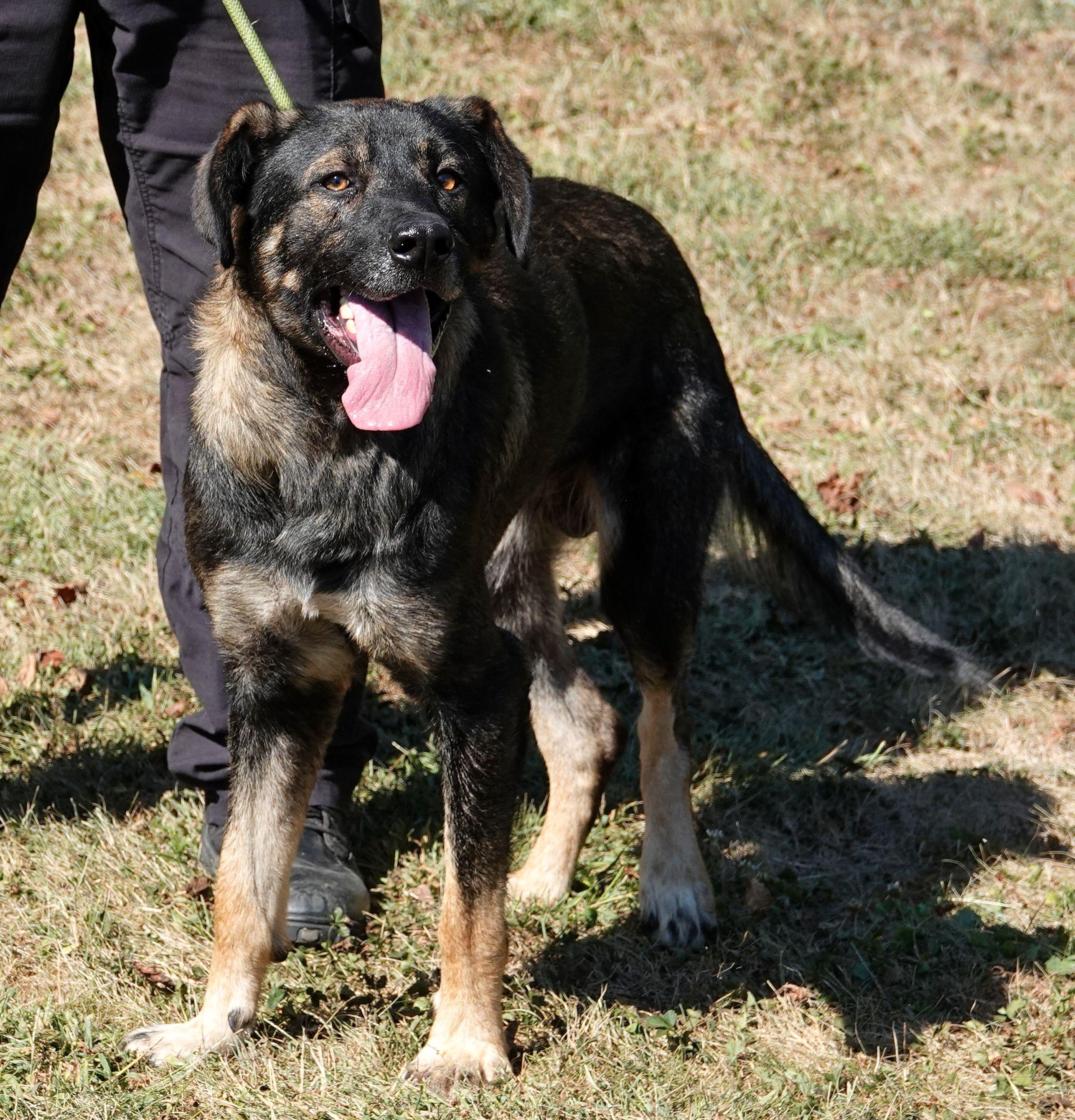 Enlarge Chief, a Adoptable German Shepherd Dog in Millfield, OH image 3/4