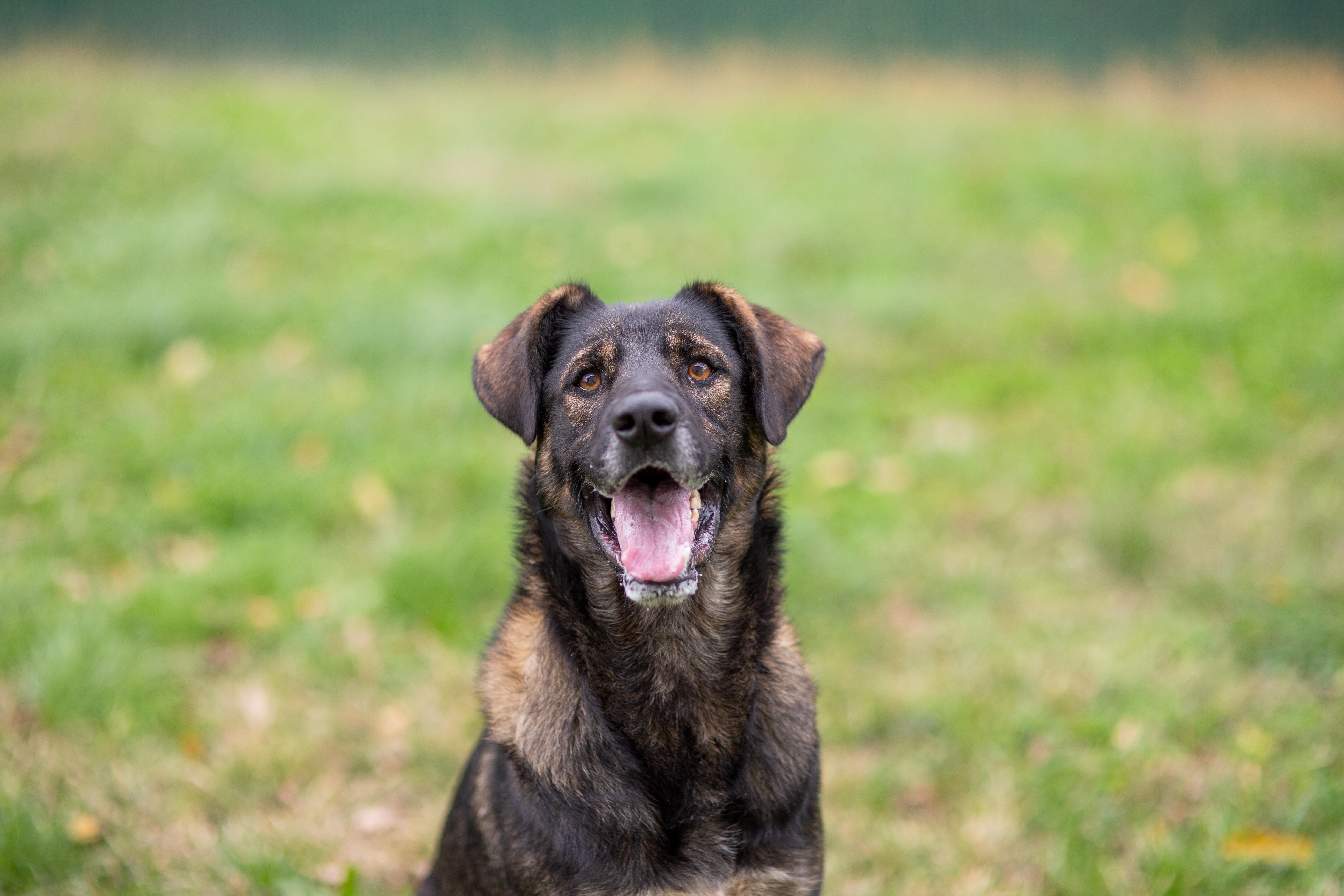 Chief, Adoptable, Young Male German Shepherd Dog.