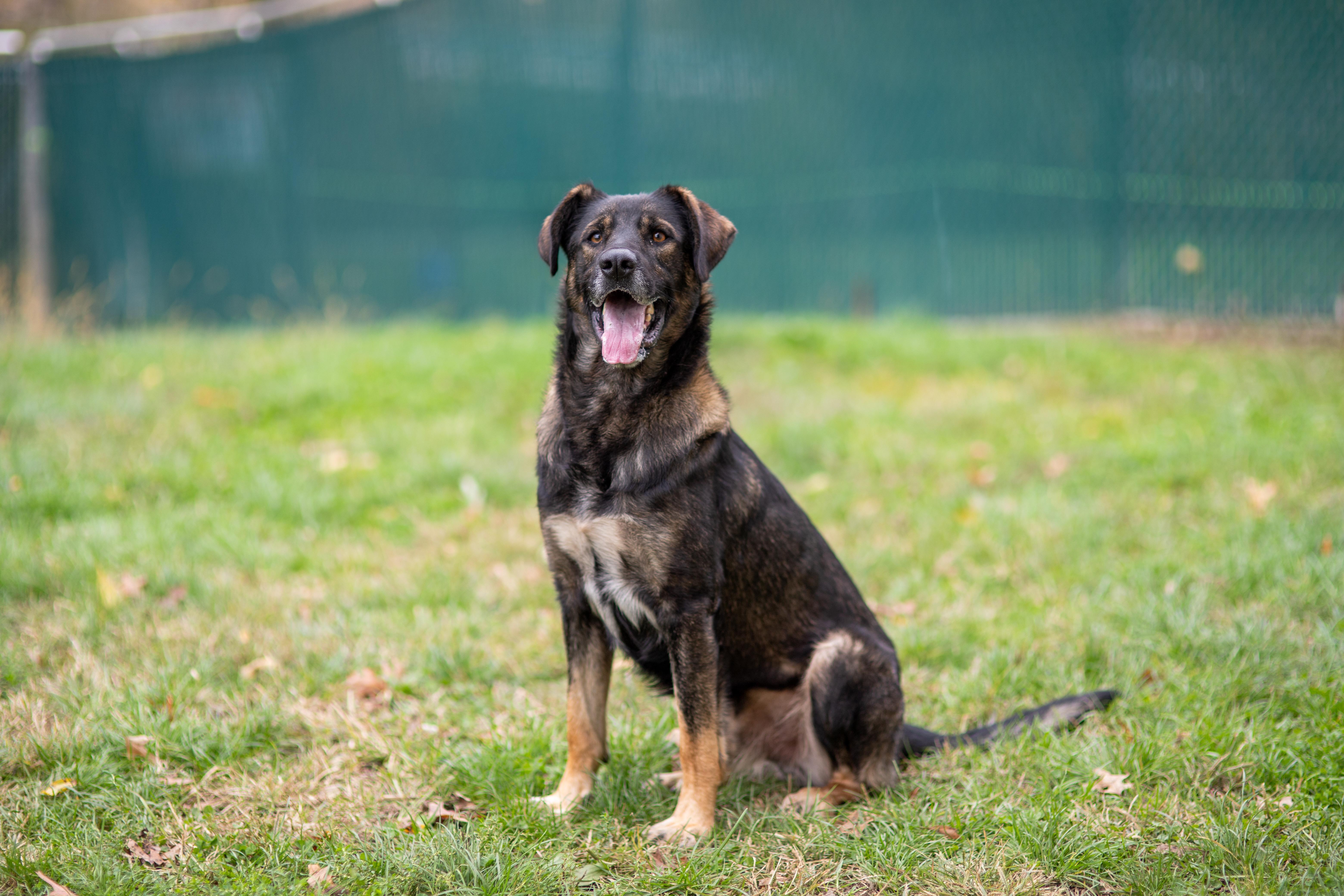 Enlarge Chief, a Adoptable German Shepherd Dog in Millfield, OH image 2/4