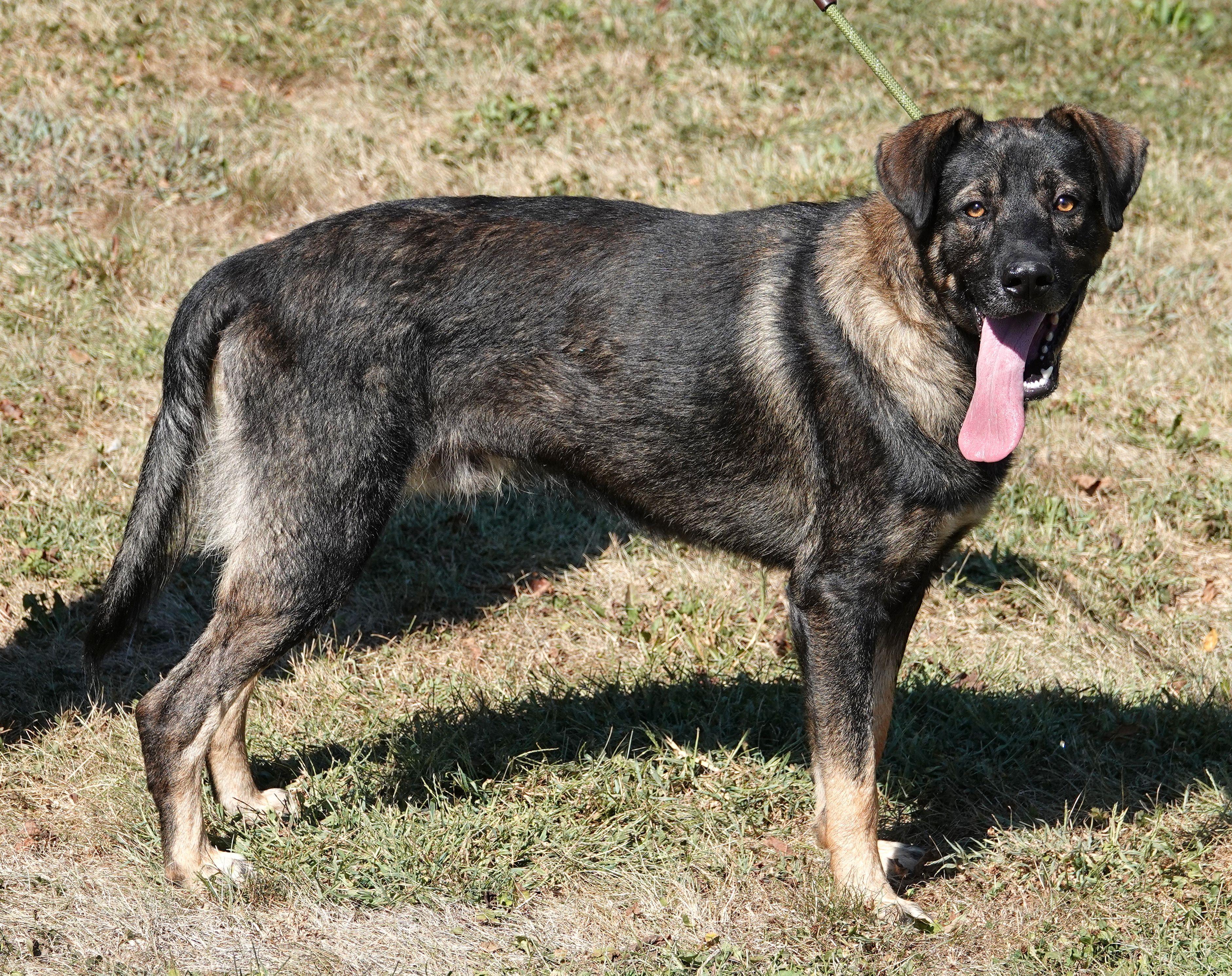 Enlarge Chief, a Adoptable German Shepherd Dog in Millfield, OH image 4/4