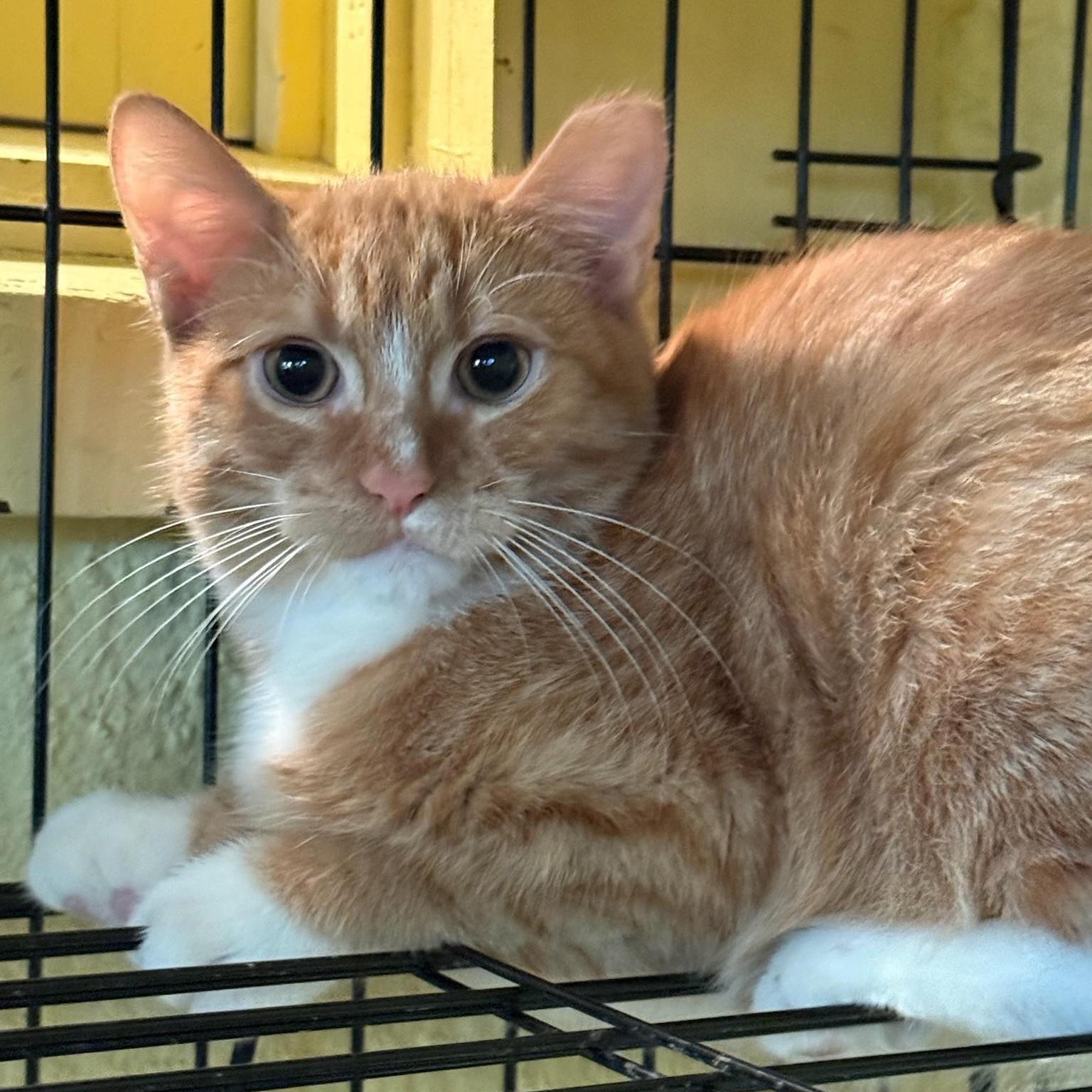 Enlarge Syd, a Adoptable Domestic Short Hair in West Orange, NJ image 5/6