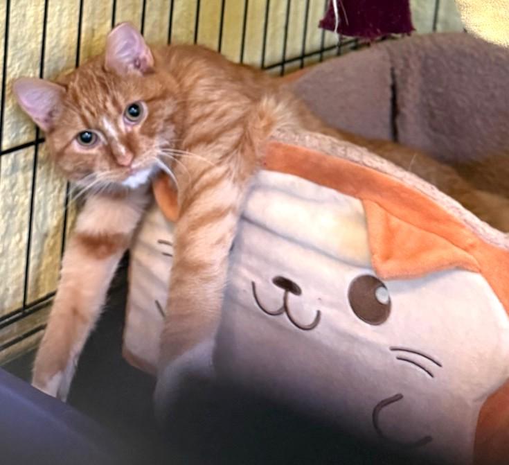 Enlarge Syd, a Adoptable Domestic Short Hair in West Orange, NJ image 2/6