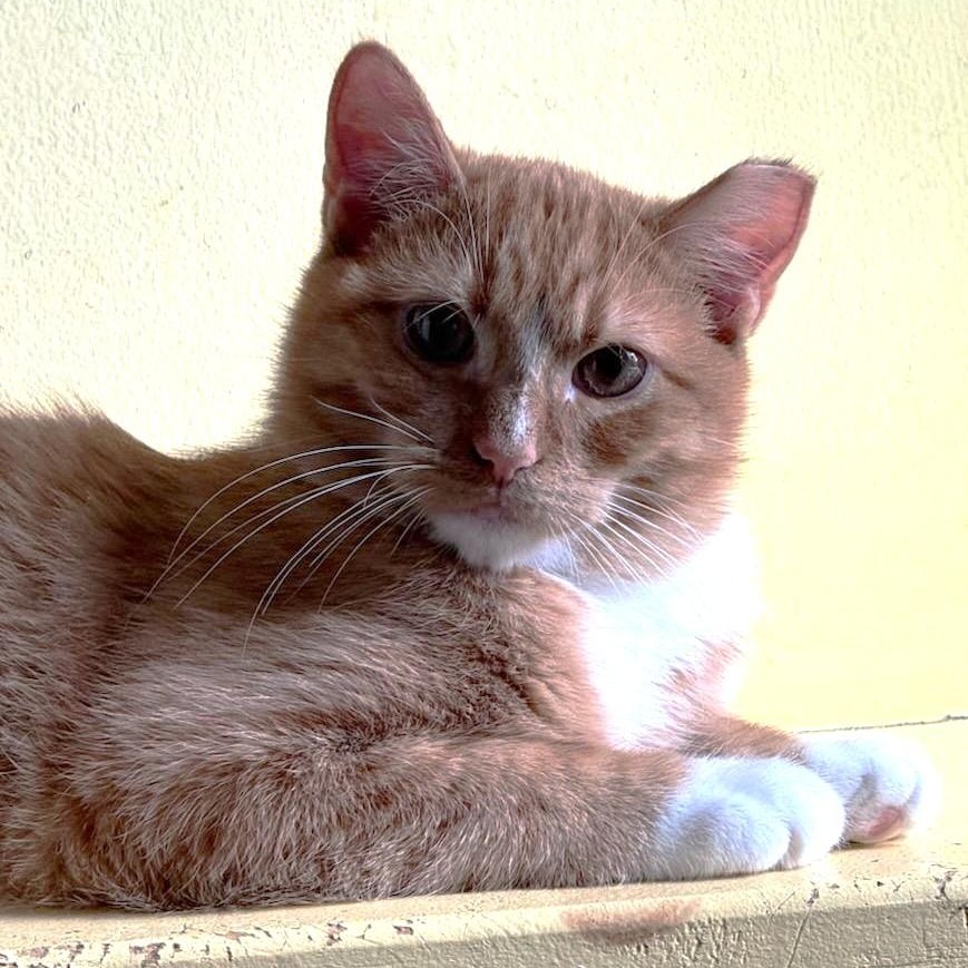 Enlarge Syd, a Adoptable Domestic Short Hair in West Orange, NJ image 3/6