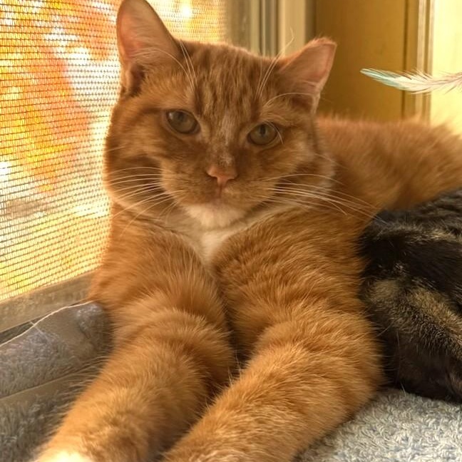 Enlarge Syd, a Adoptable Domestic Short Hair in West Orange, NJ image 4/6