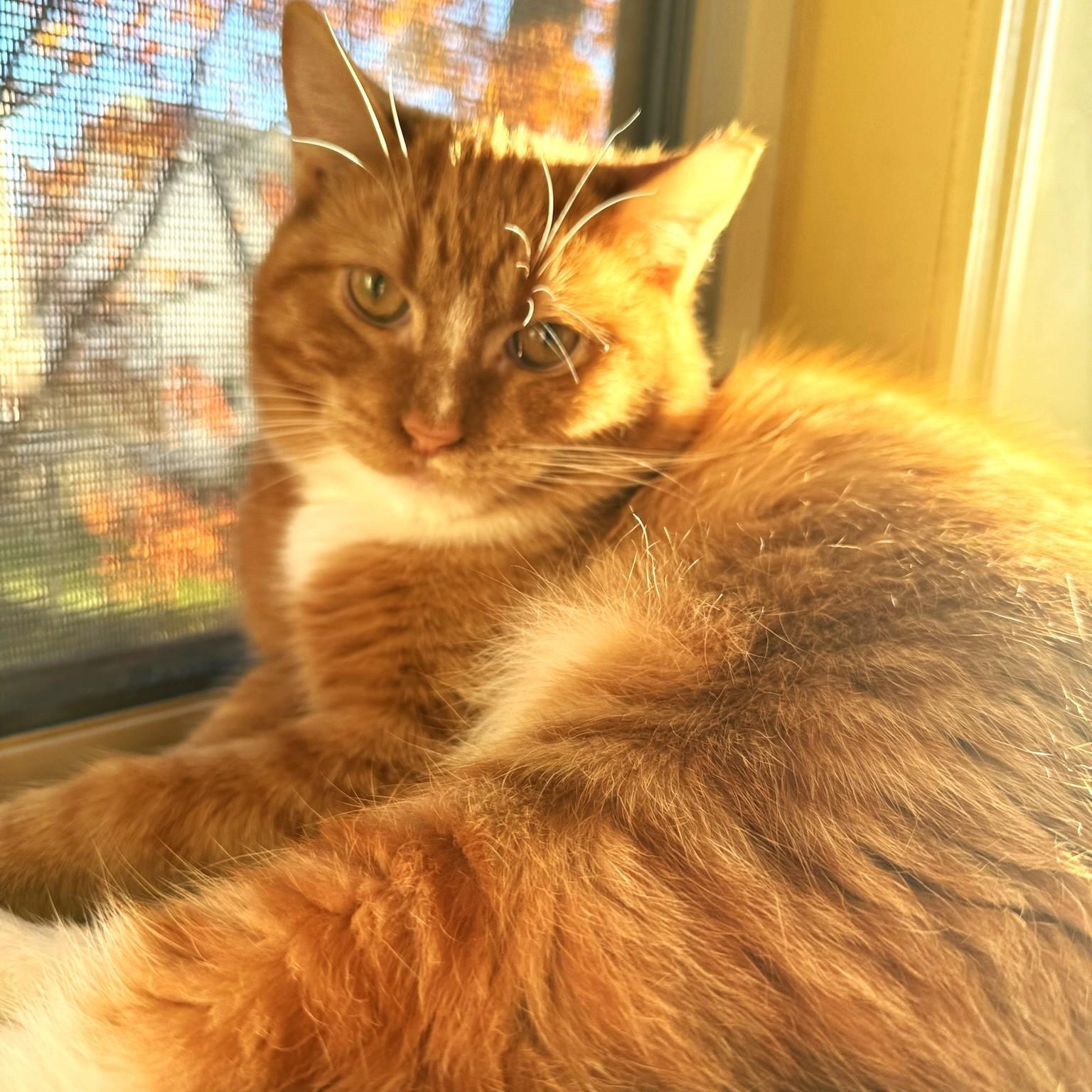 Enlarge Syd, a Adoptable Domestic Short Hair in West Orange, NJ image 1/6