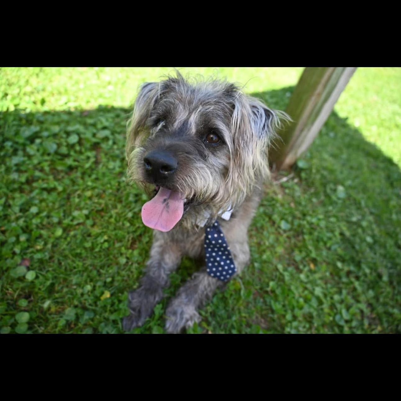 Enlarge Tony 5341, a ADOPTABLE mixed breed in Boca Raton, FL image 2/3