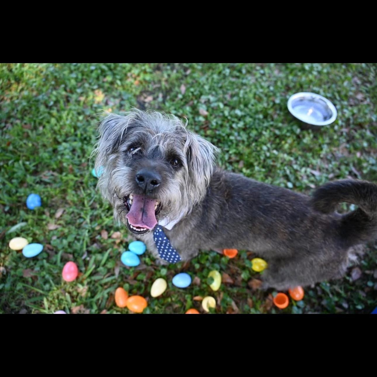 Tony 5341, ADOPTABLE, Adult Male Terrier.