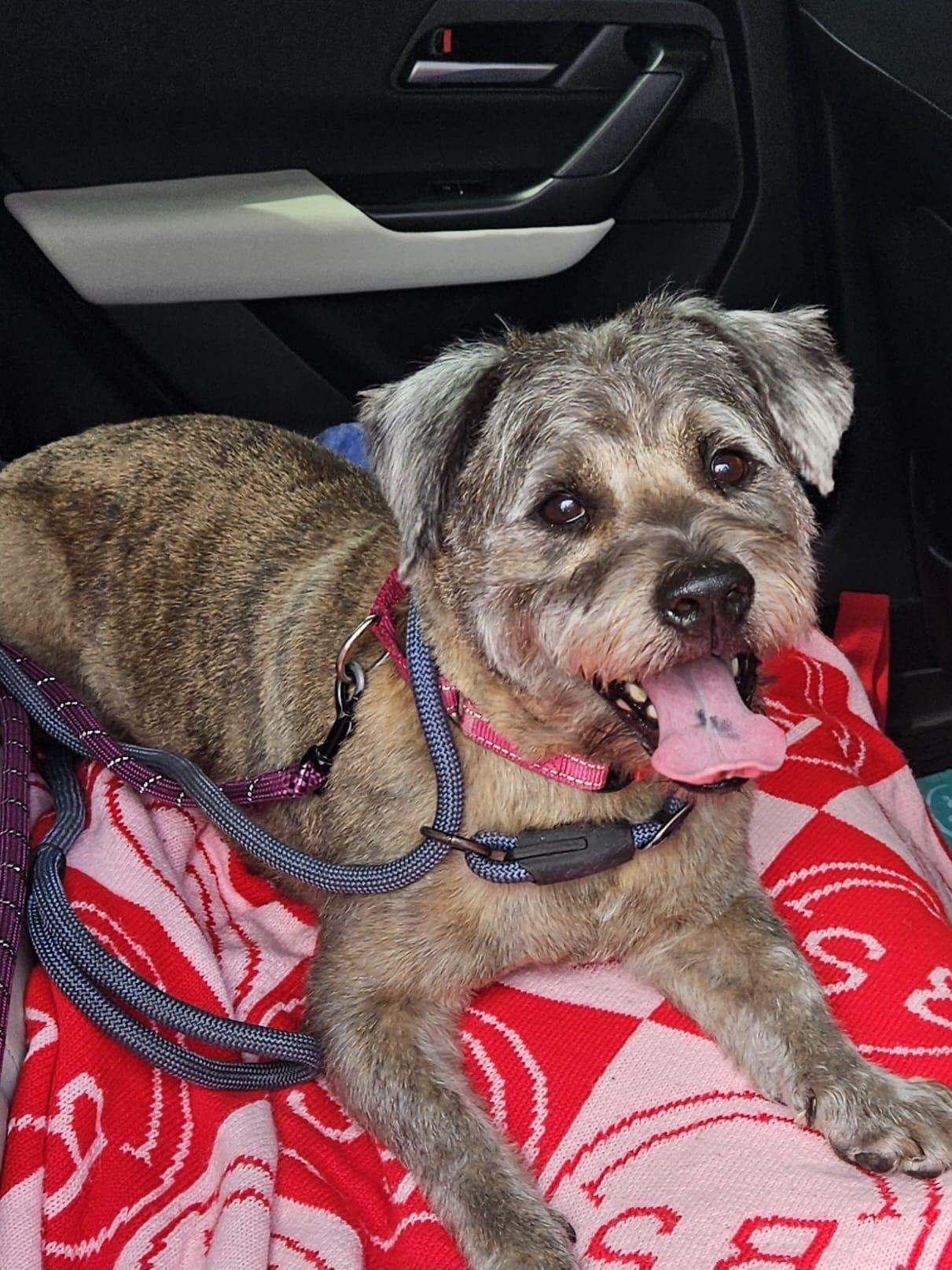 Tony 5341, ADOPTABLE, Adult Male Terrier.