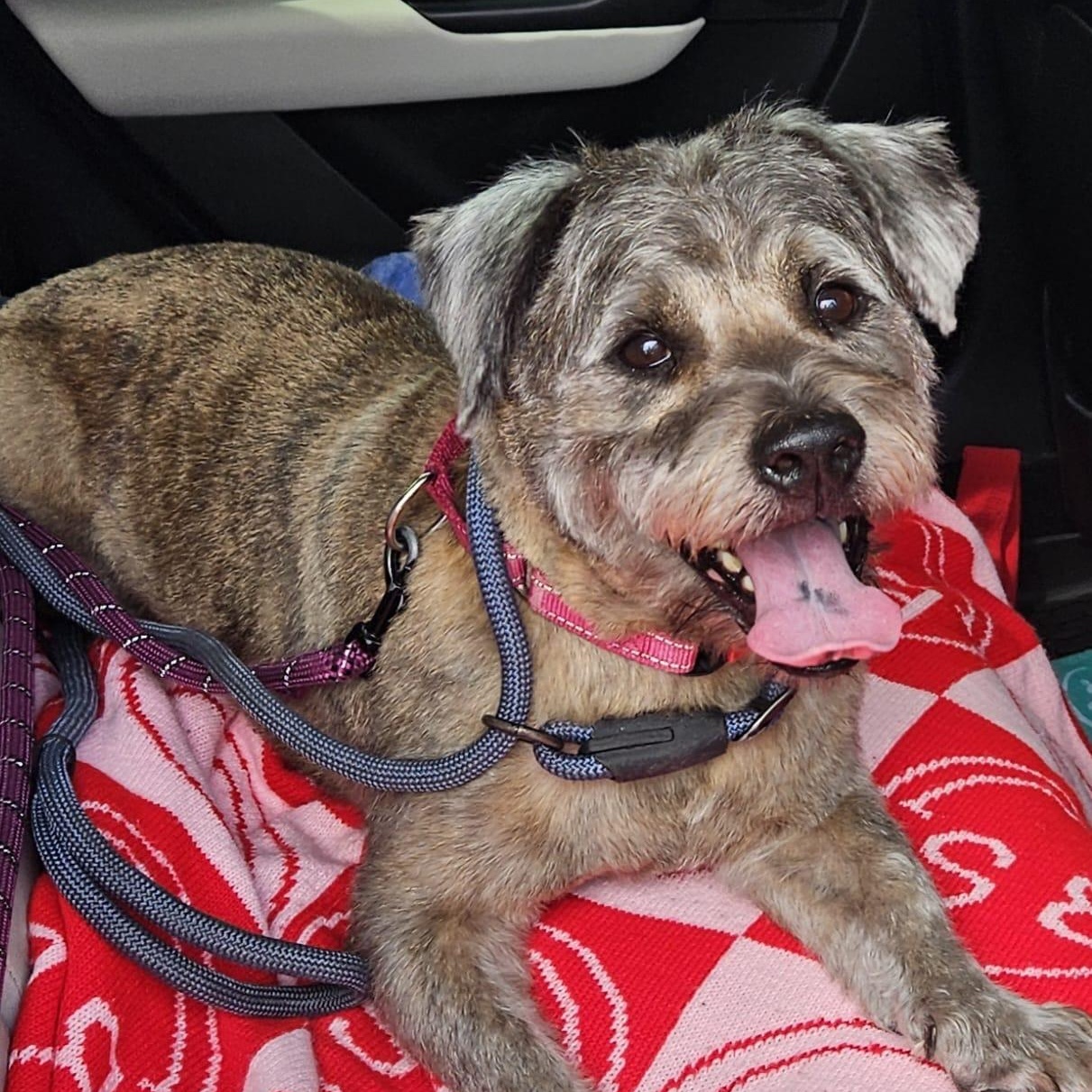 Tony 5341, a ADOPTABLE mixed breed in Boca Raton, FL image 1/3