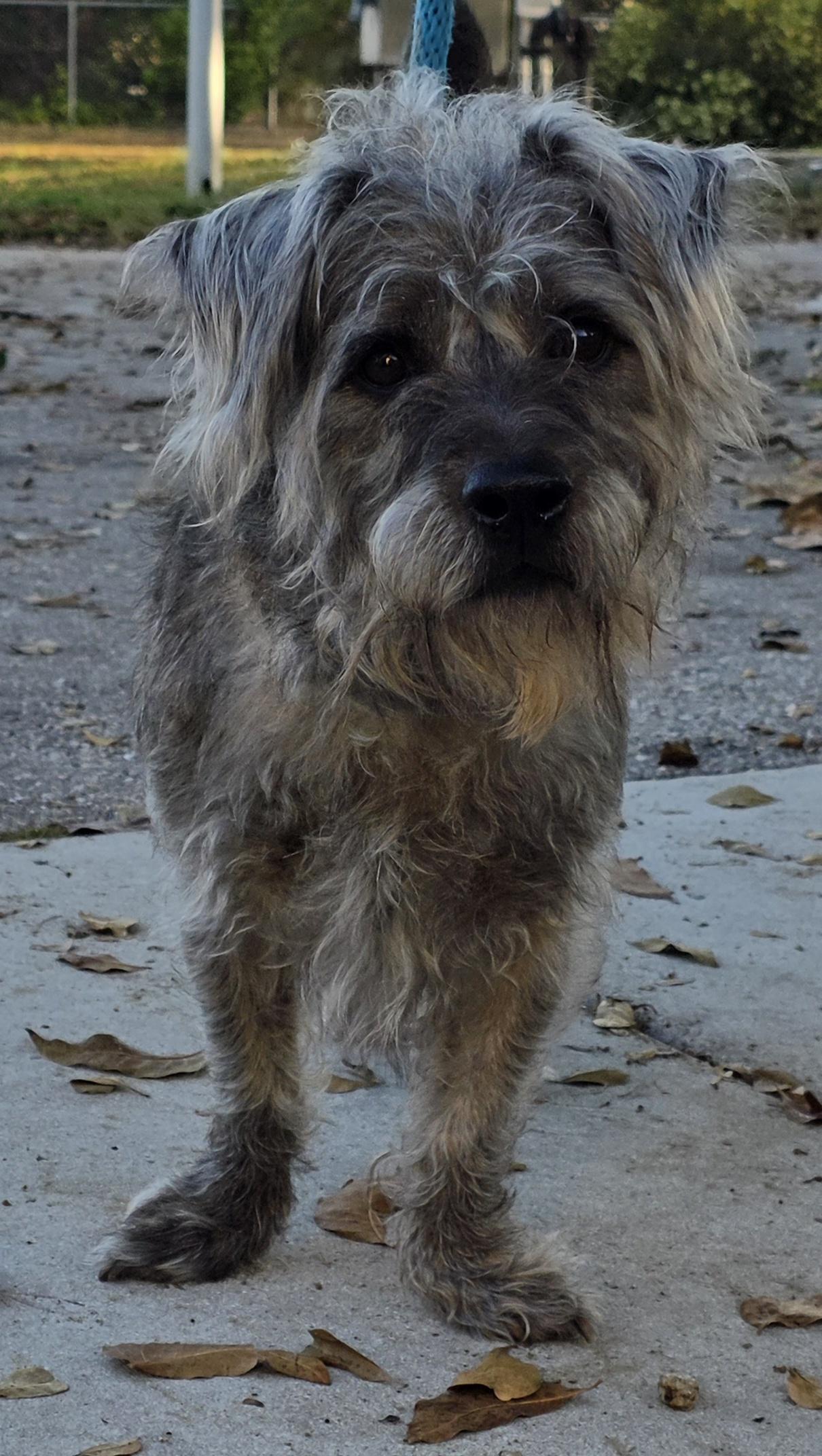 Enlarge Tony 5341, a ADOPTABLE mixed breed in Boca Raton, FL image 3/3