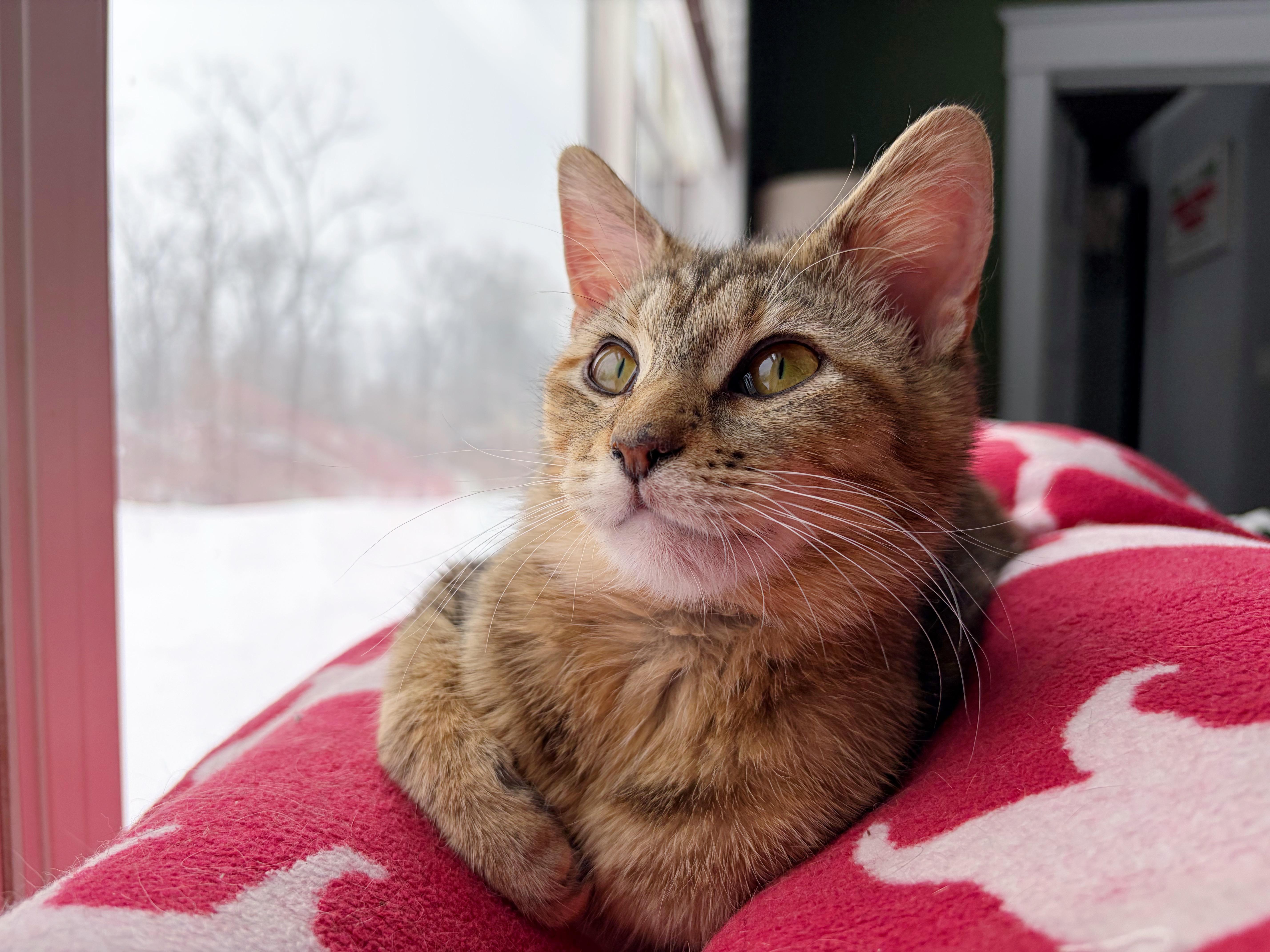 Krista , an adopted Domestic Short Hair in Bethel, OH image 1/4